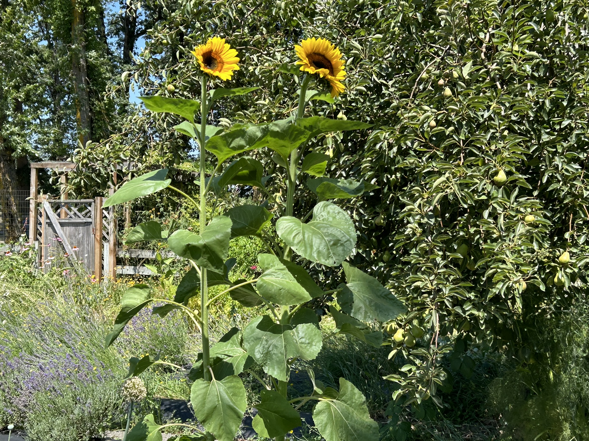 Sunflowers in the garden 