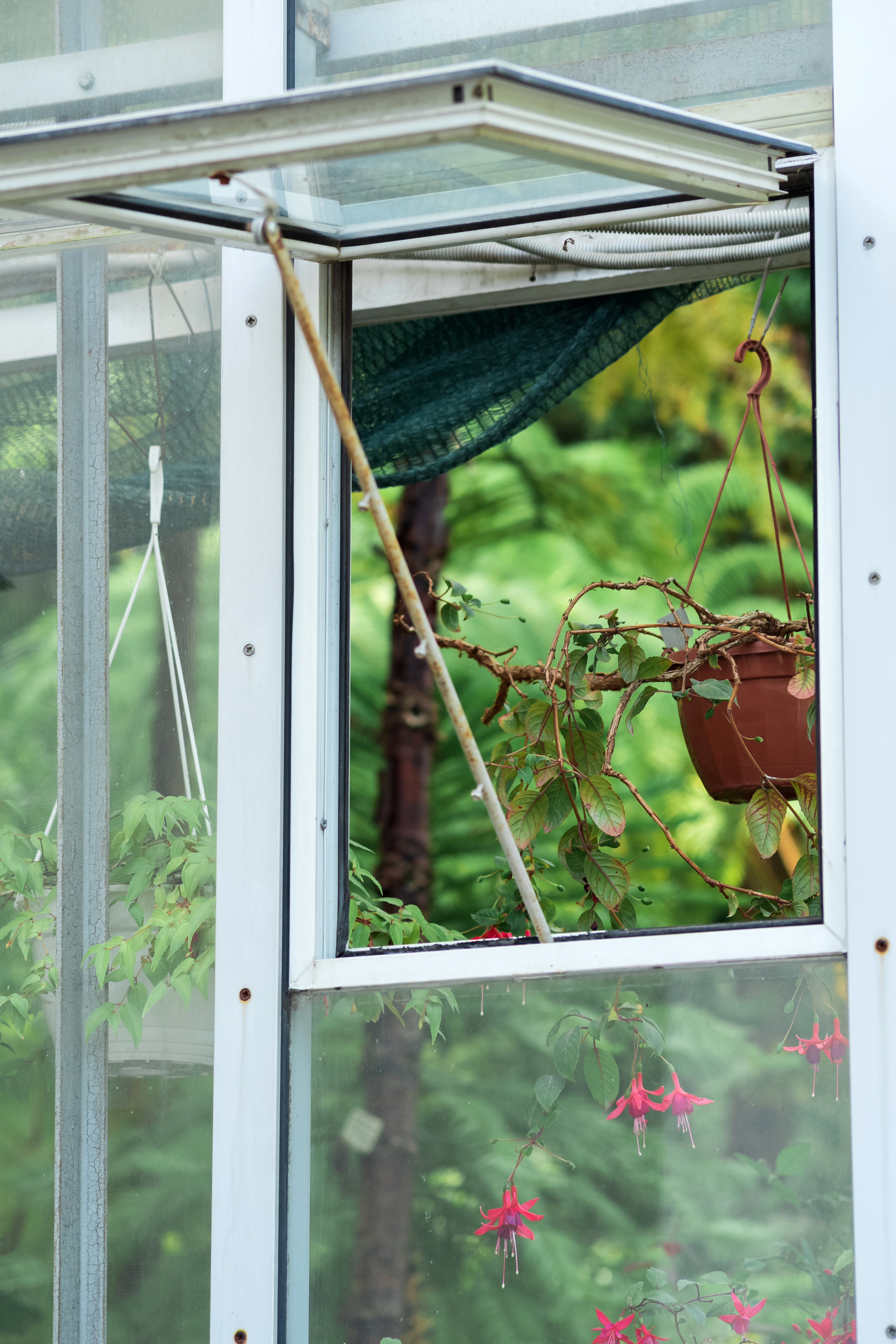 Glass greenhouse with open window