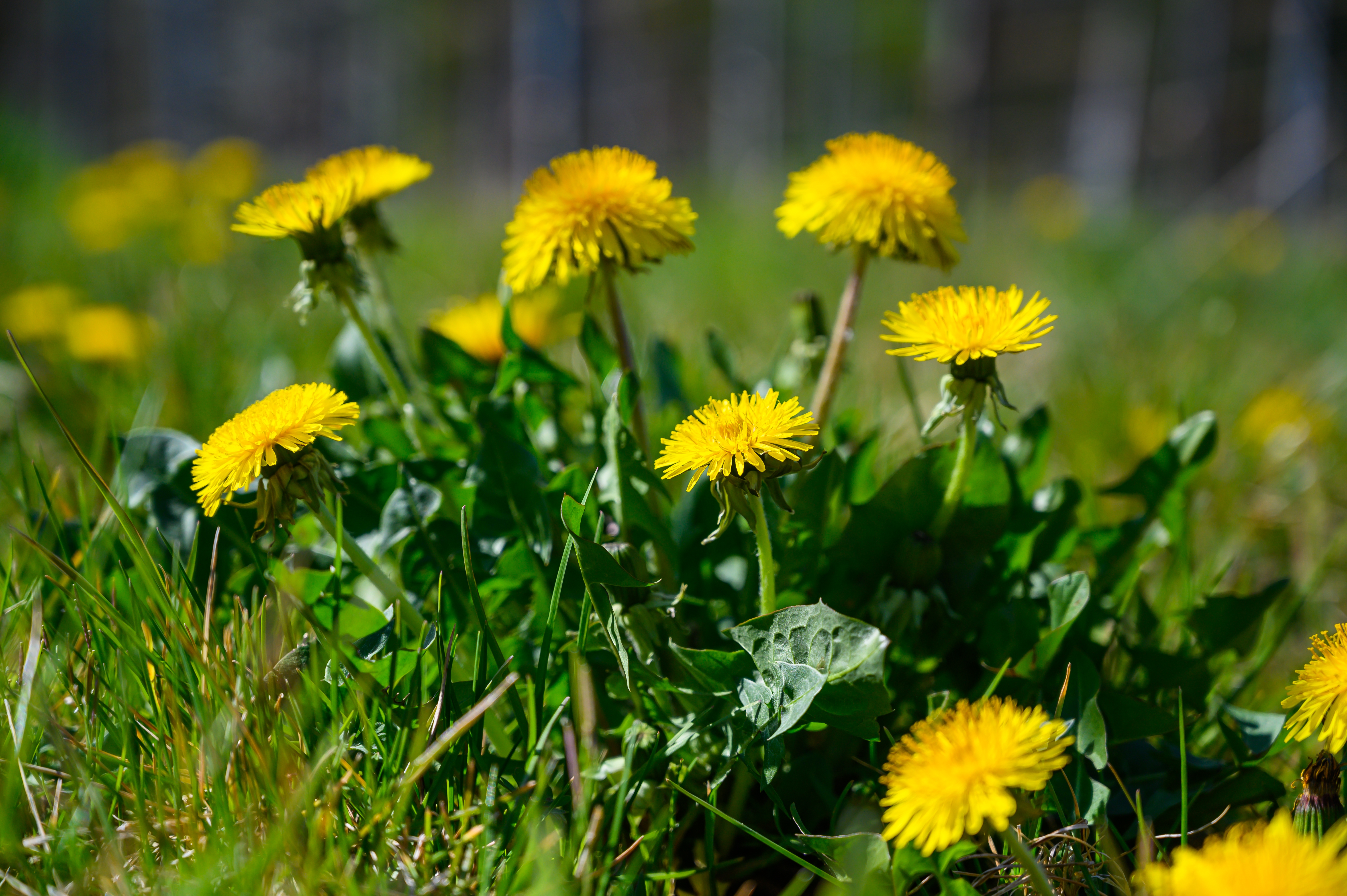 Dandelions in grass.