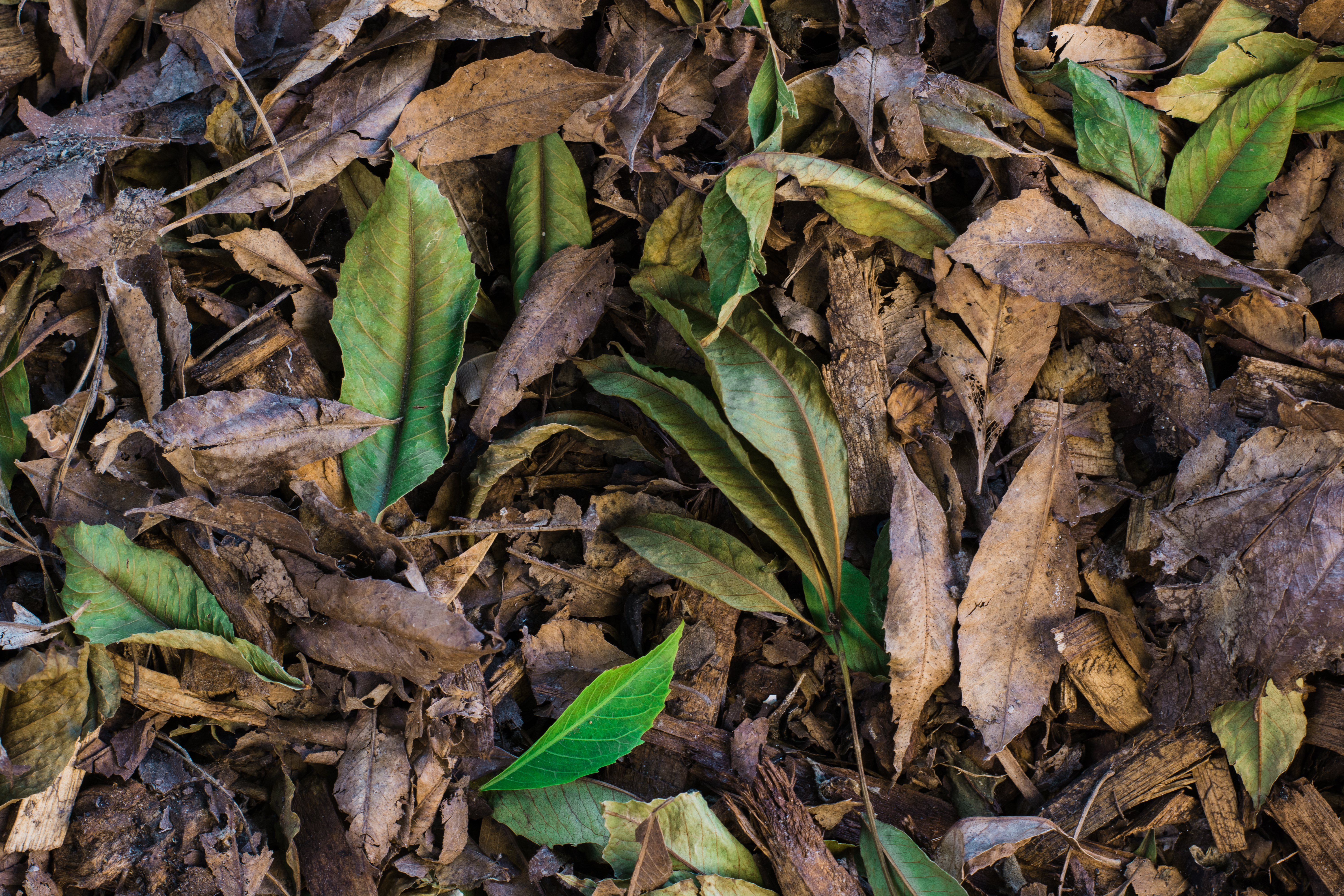 Leaf mold is an excellent conditioner and rejuvenator.