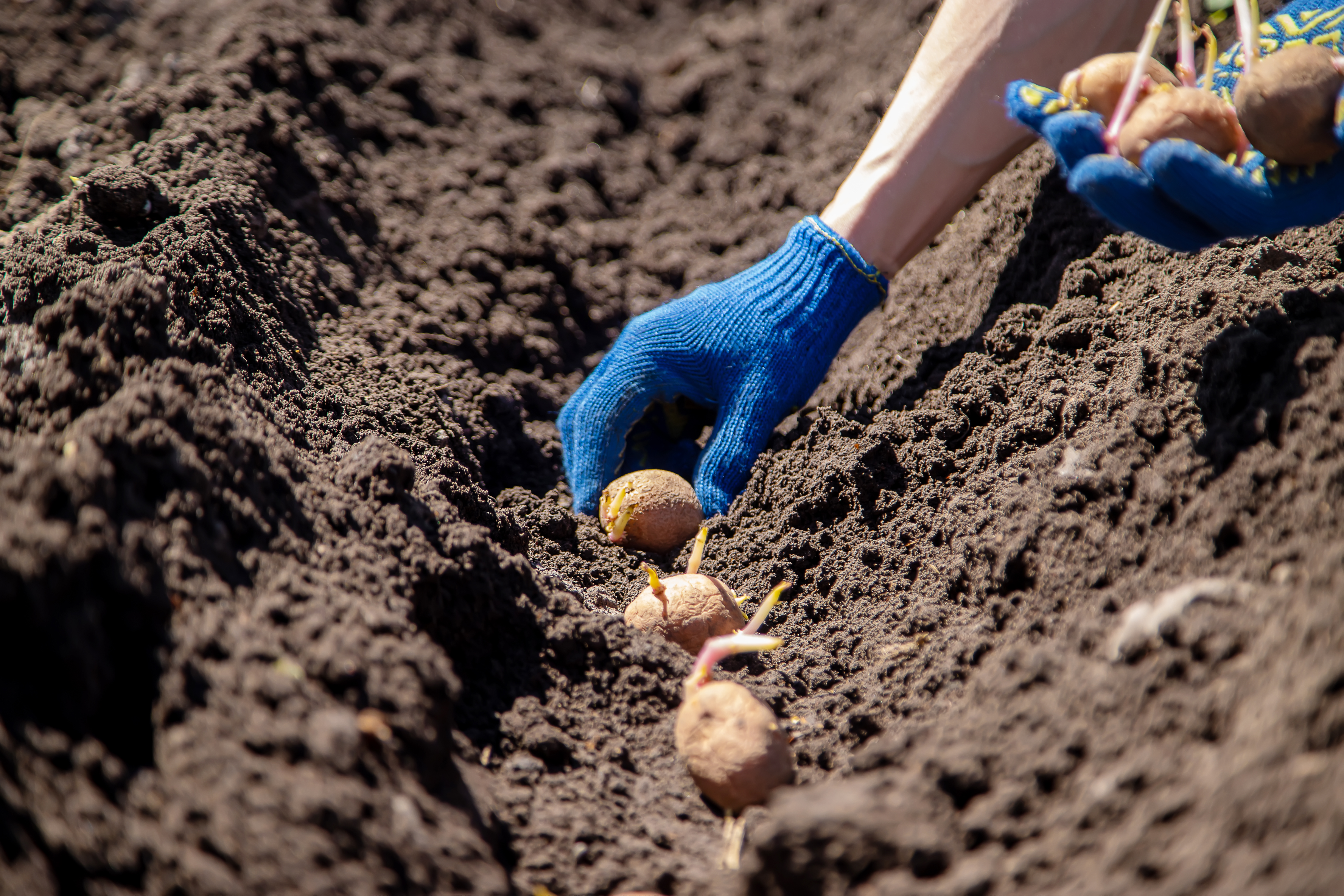 Planting potatoes in a deep furrow