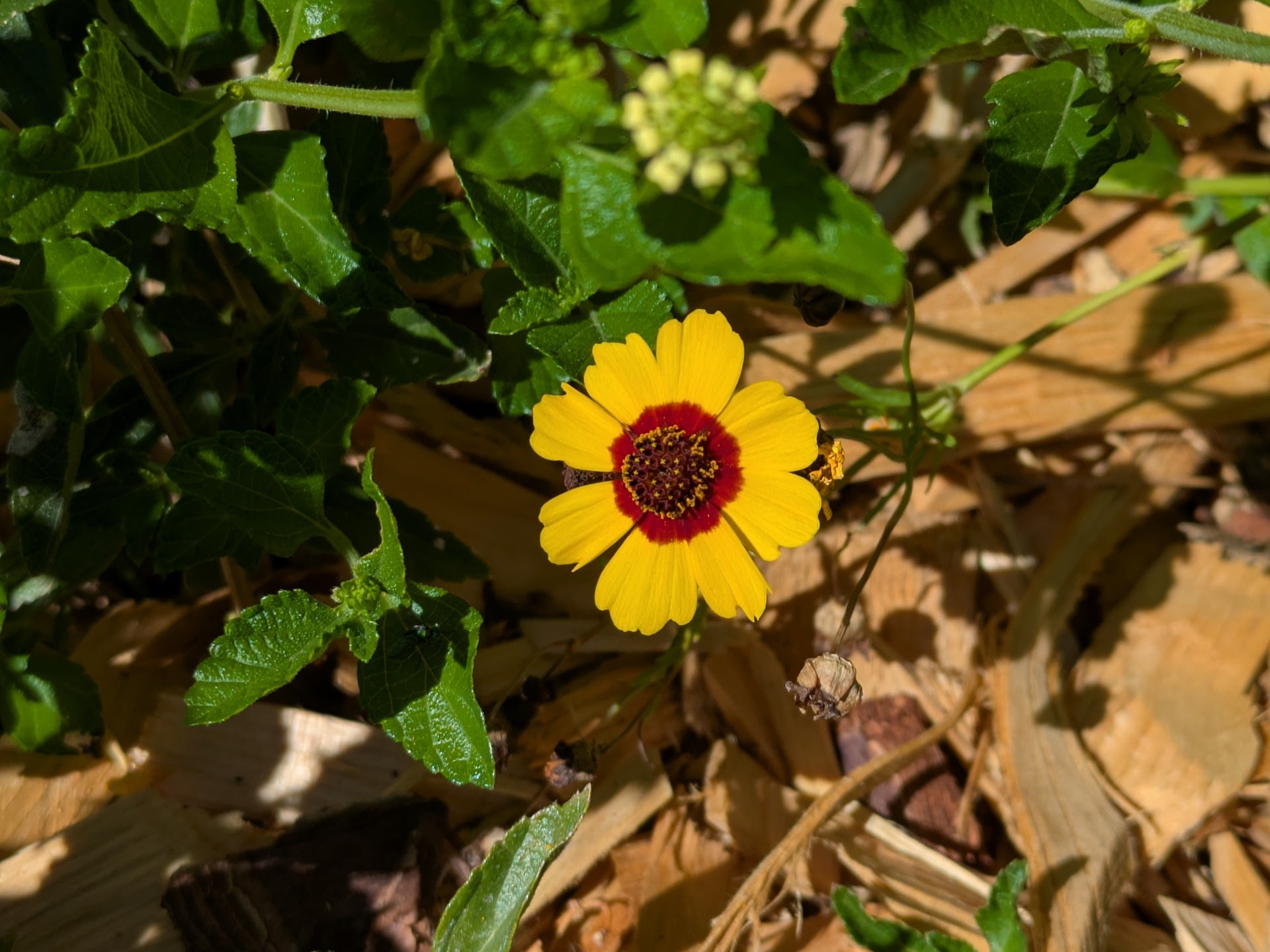 Plains coreopsis