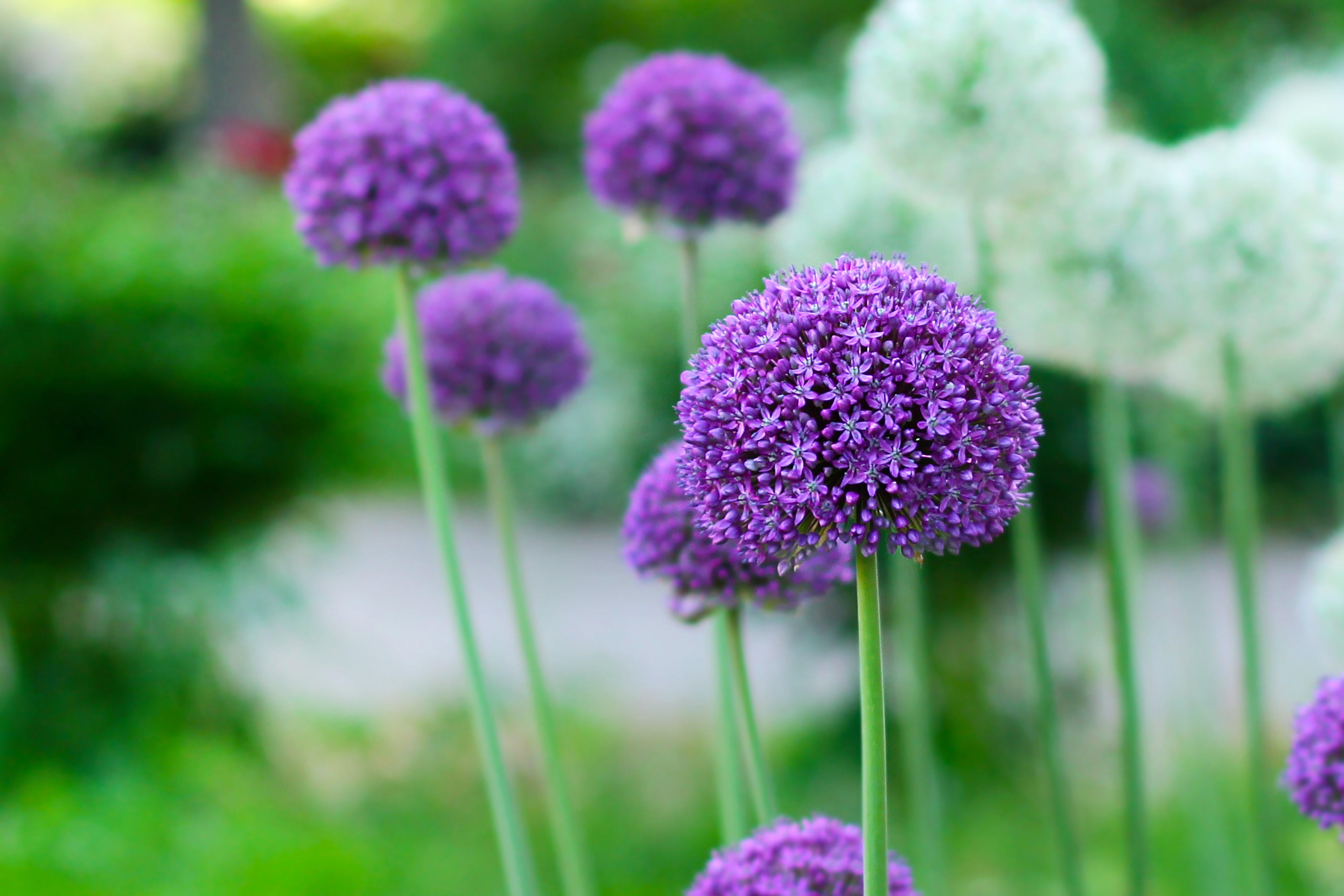Ornamental Allium, with bright purple flower heads. 