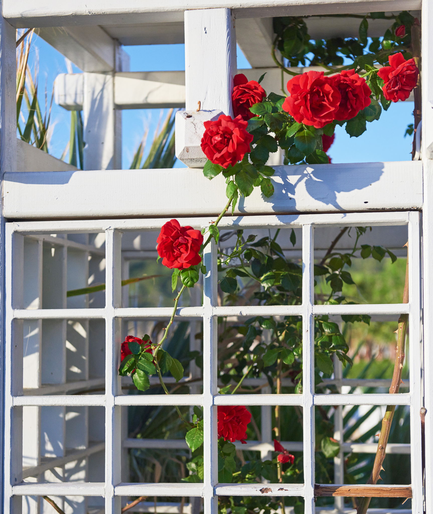 Red roses climbing a white trellis in a garden