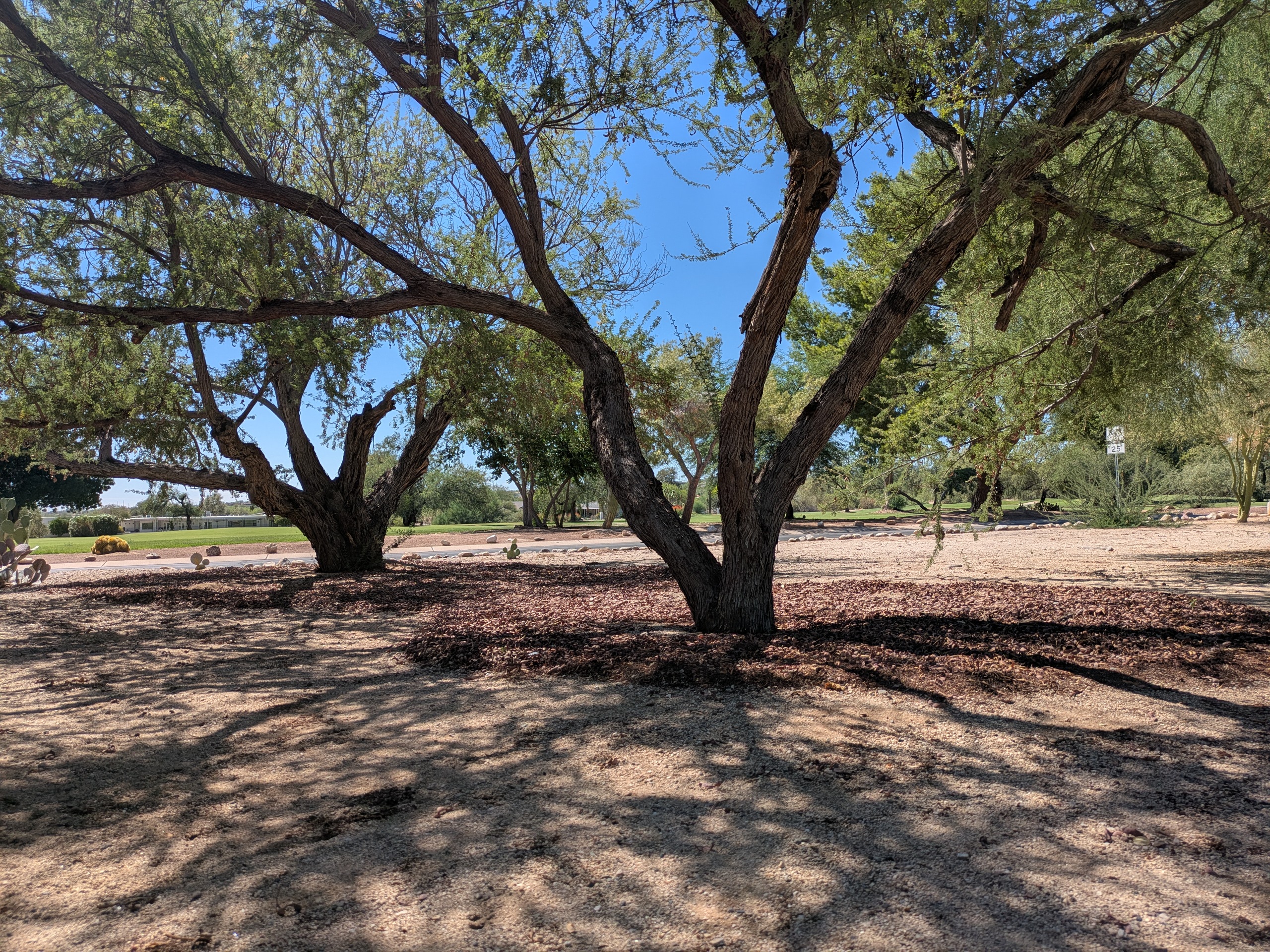 Acacia trees with leaf litter