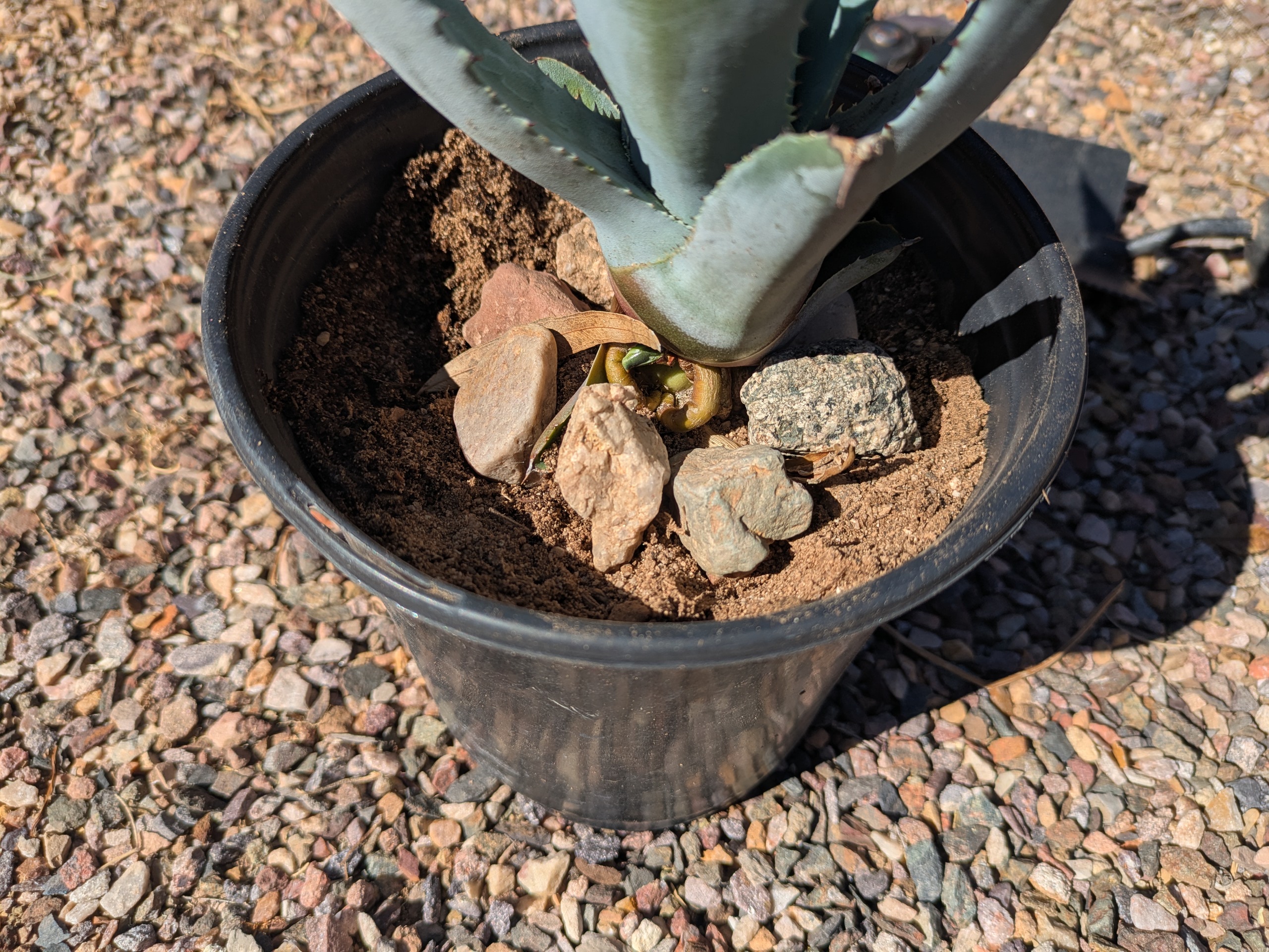 Agave pup in a pot surrounded by pebbles