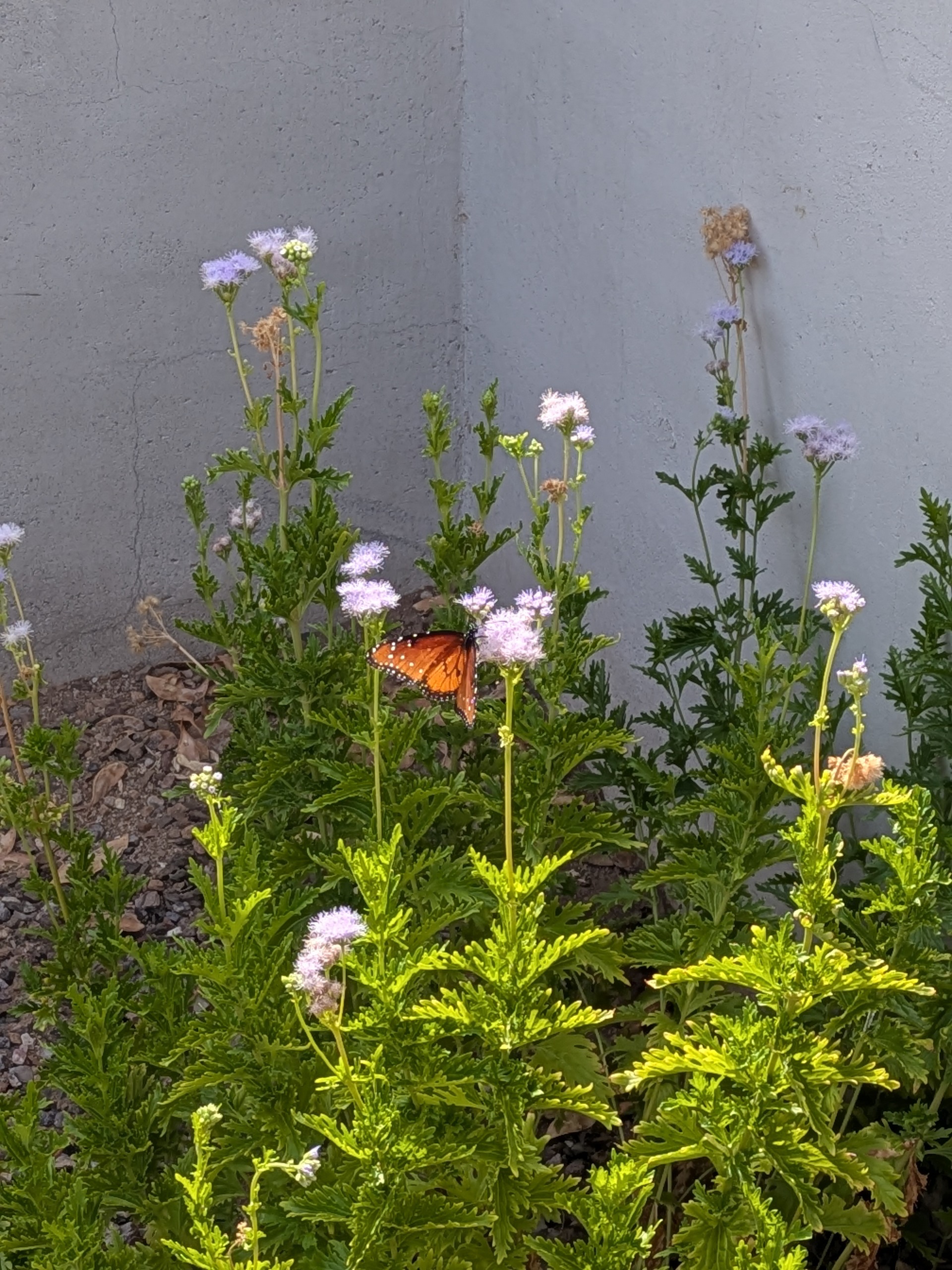 Queen butterfly on Gregg&rsquo;s Mistflower