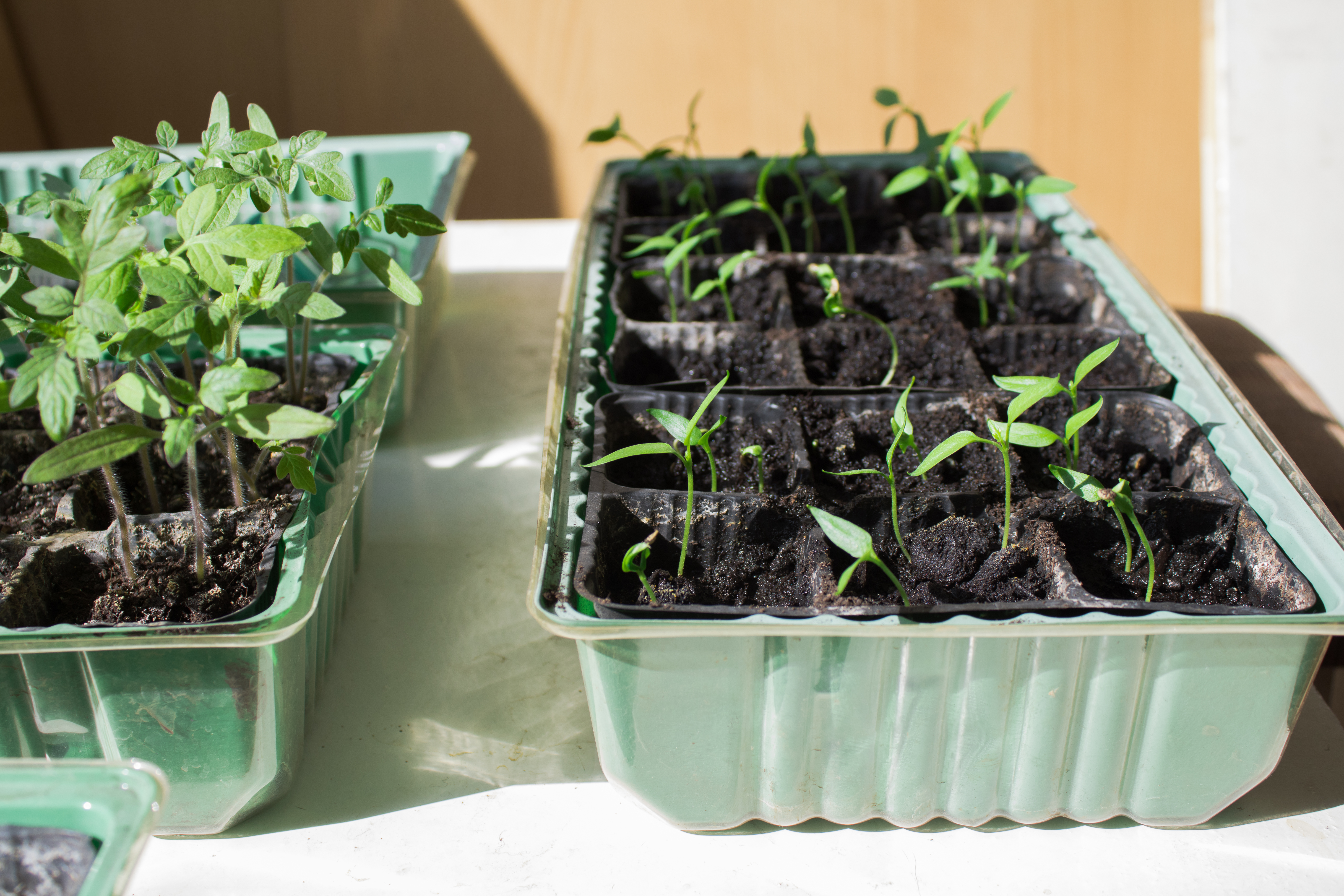 Young pepper and tomato seedlings growing in trays