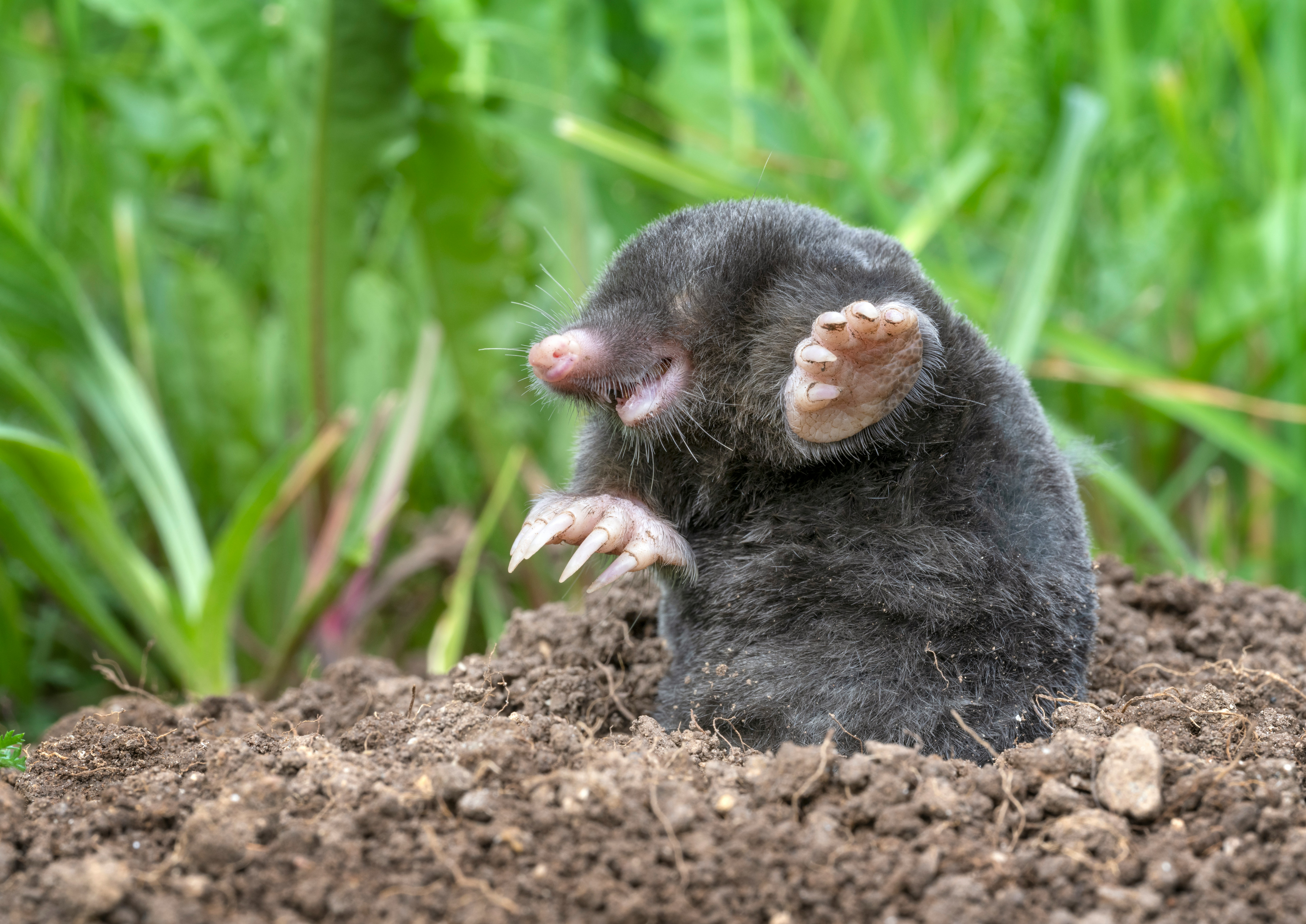a mole popping up out of his hole