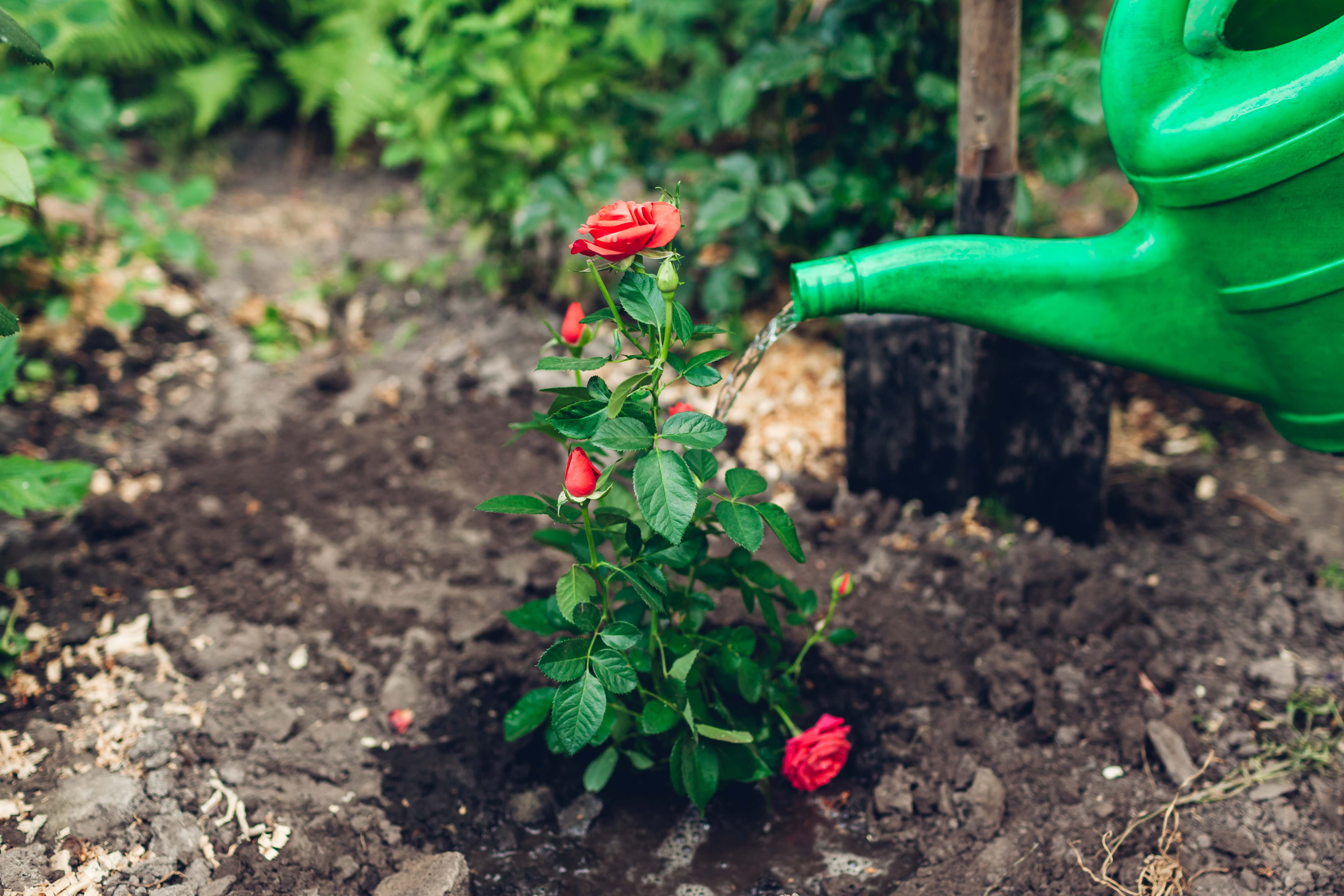 Watering roses with a watering can