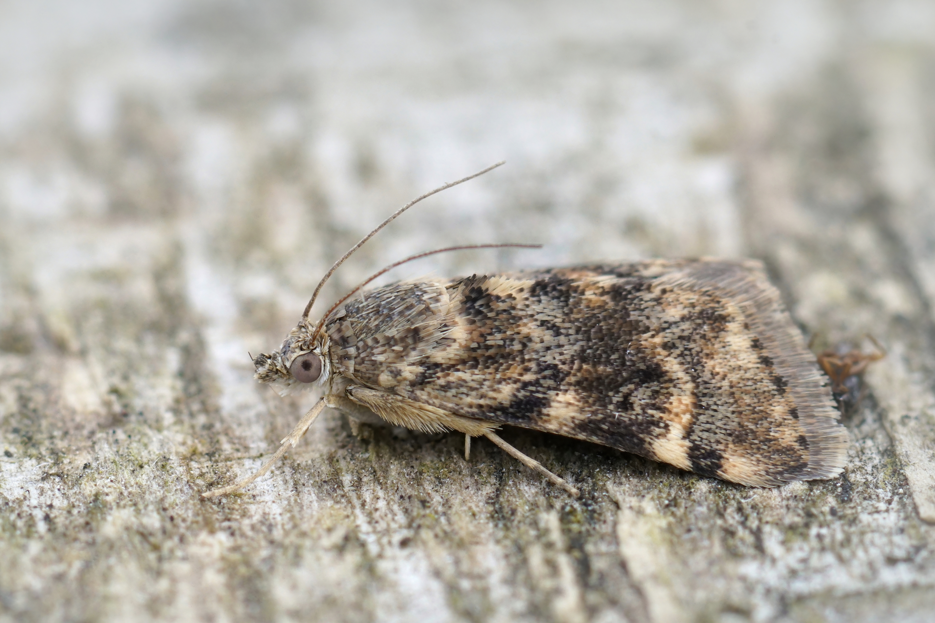 Aporodes floralis moth