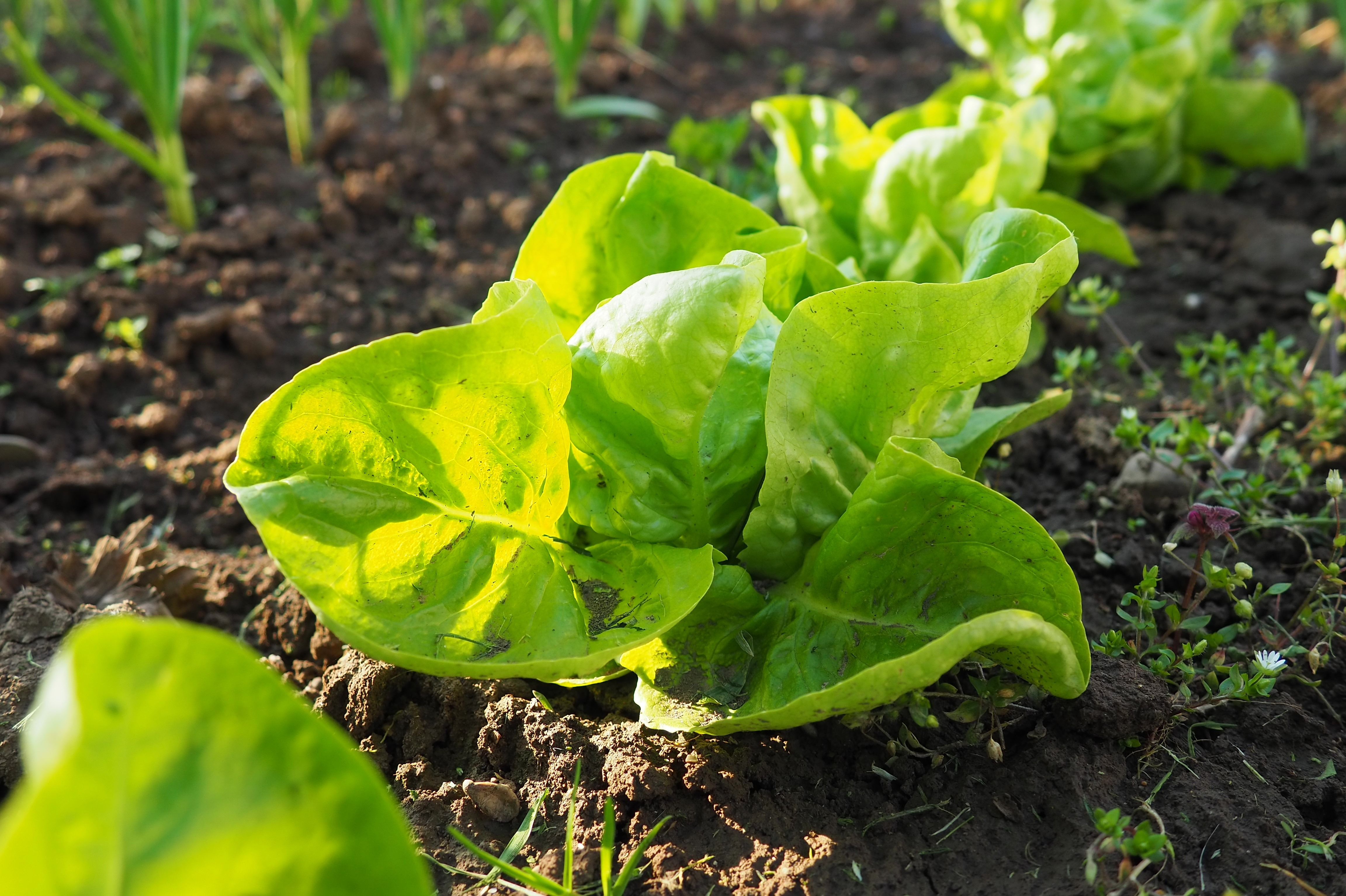 Lettuce plants in a row in a garden receiving partial sun
