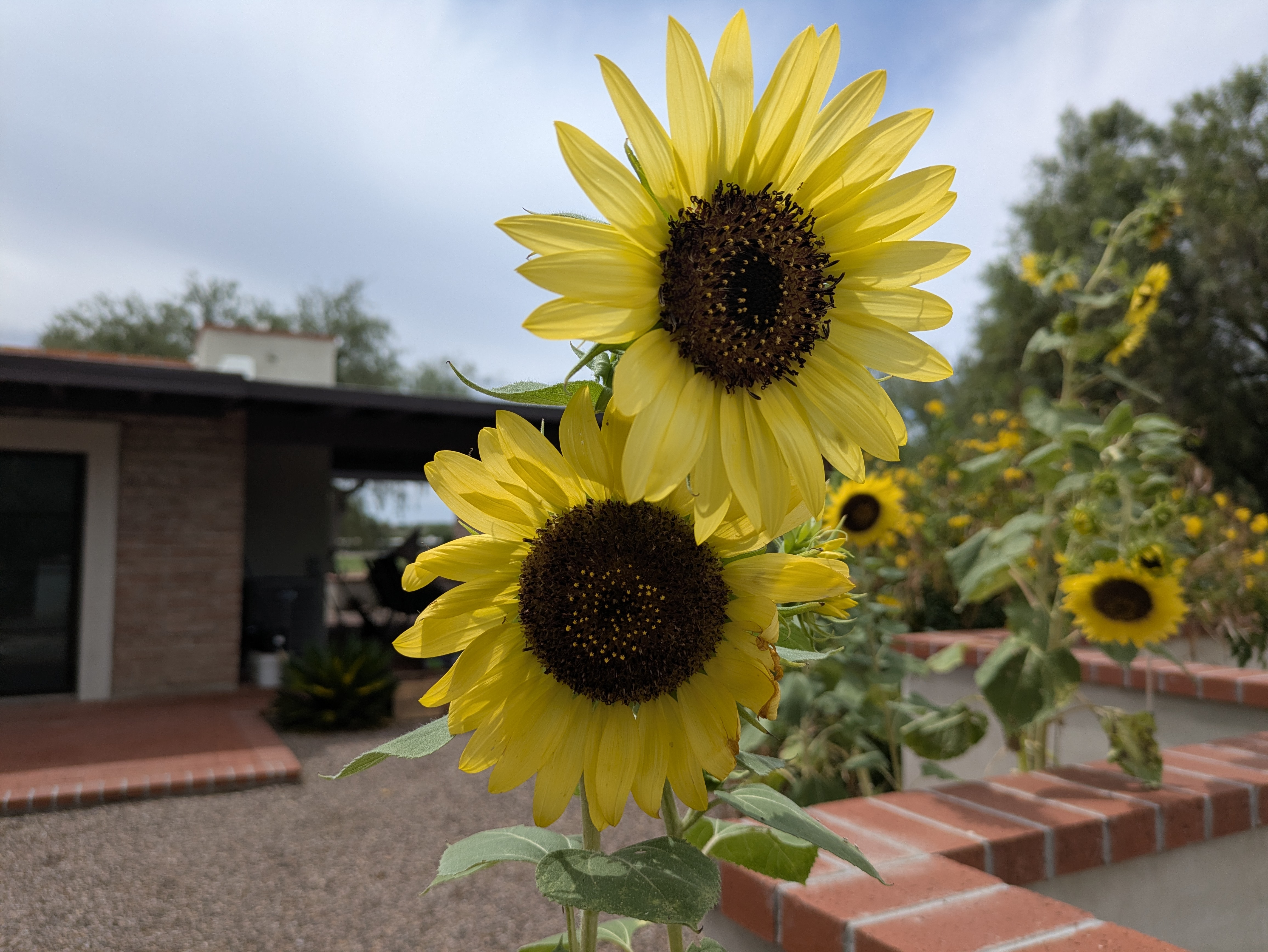 Sunflowers growing in the garden in a raised, brick garden bed