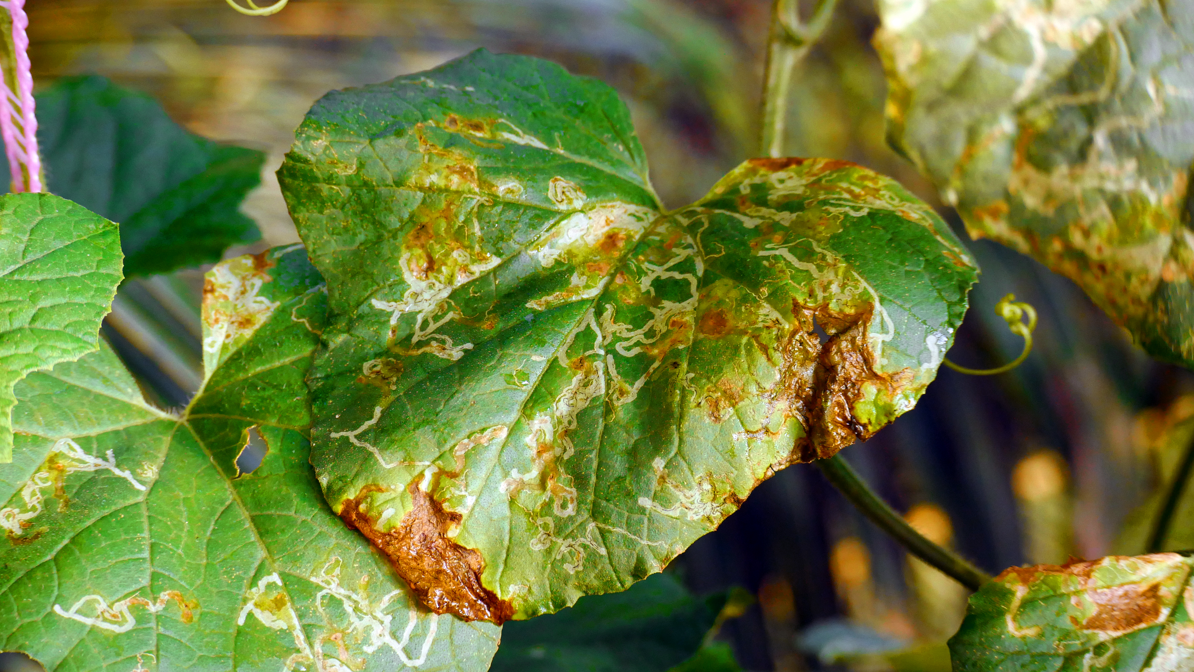 A leaf affected by leaf spot. The green leaf has severe brown dieback