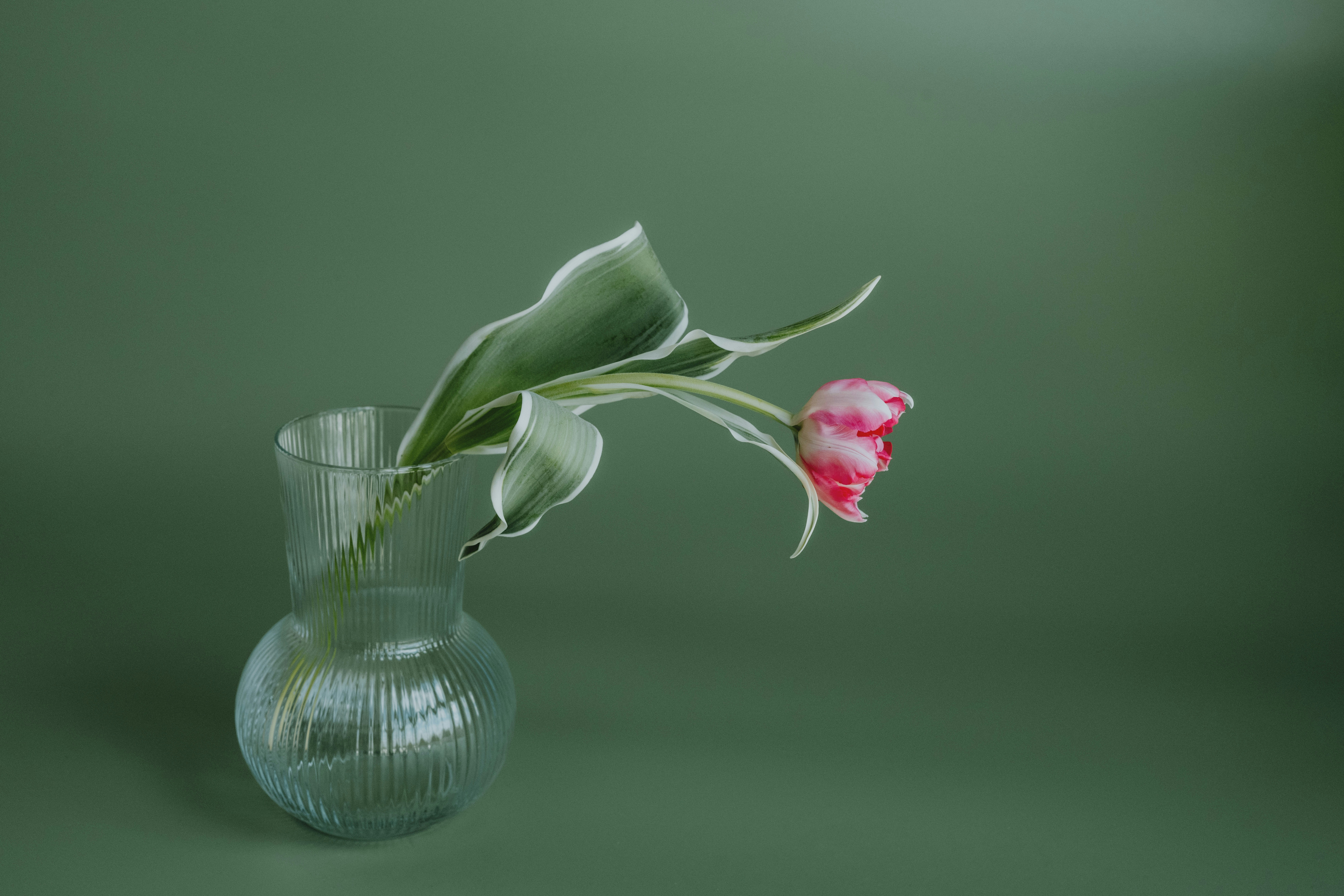 Pink and white tulip in a vase