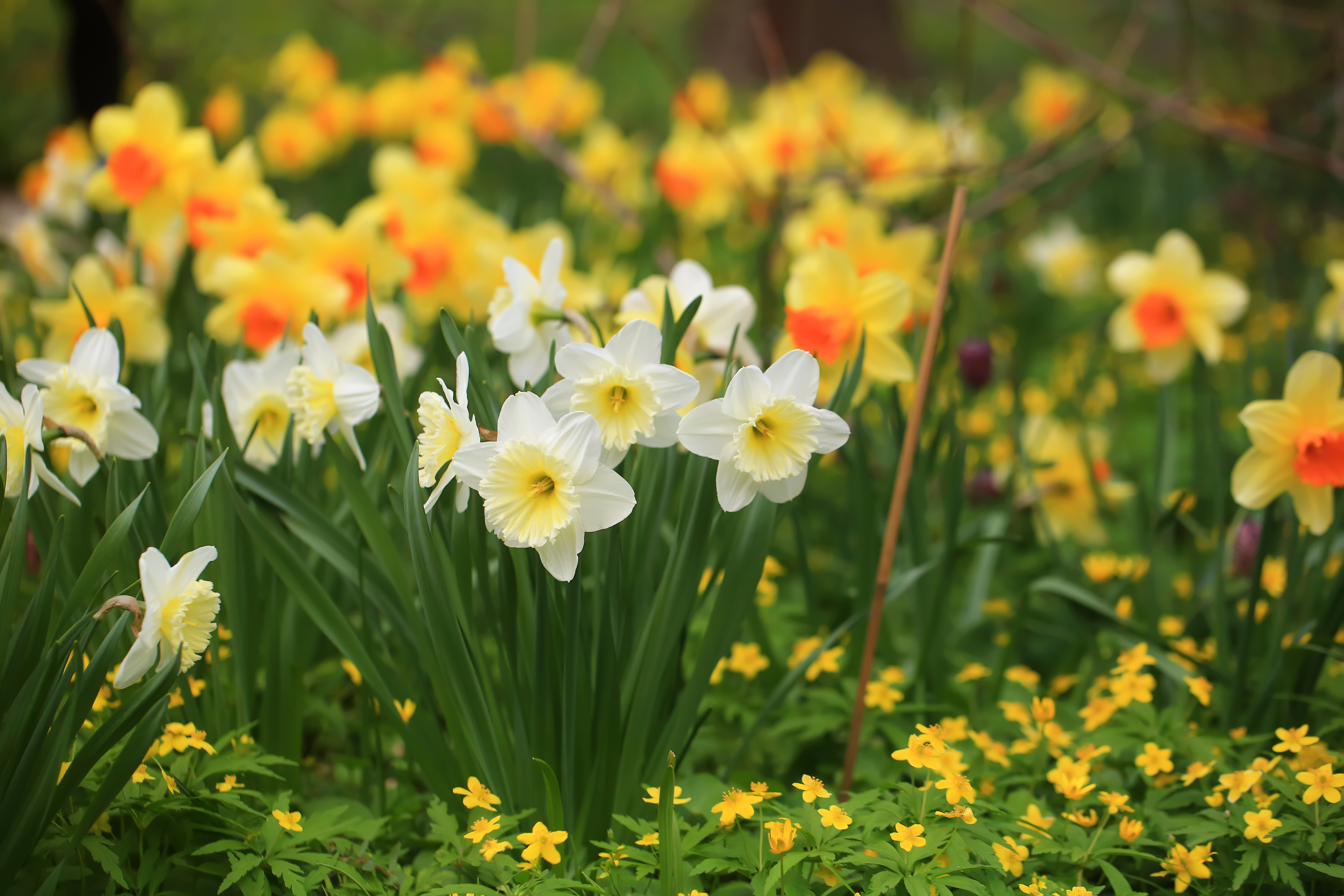 A vibrant display of daffodils