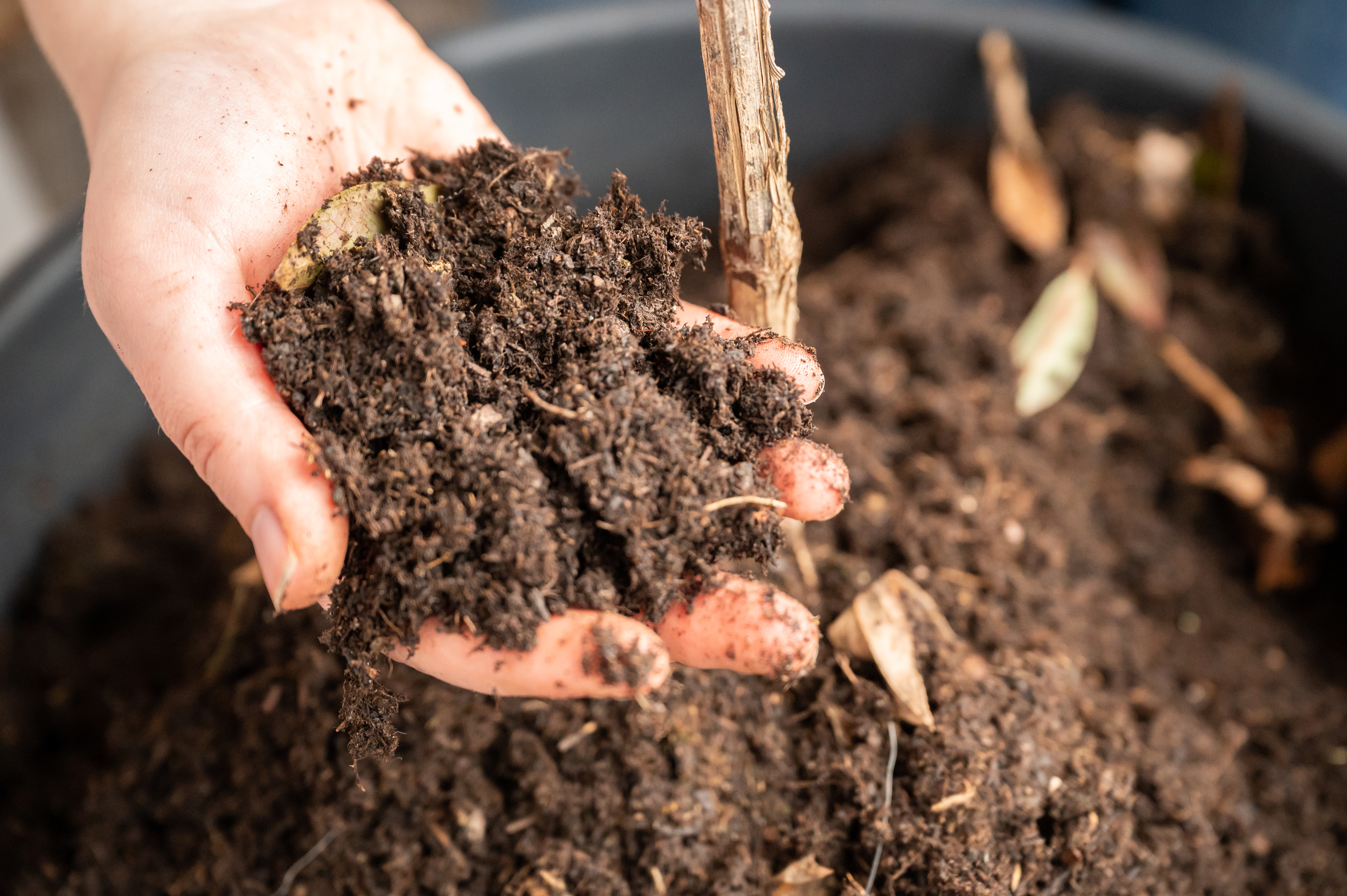 Person holding fresh compost