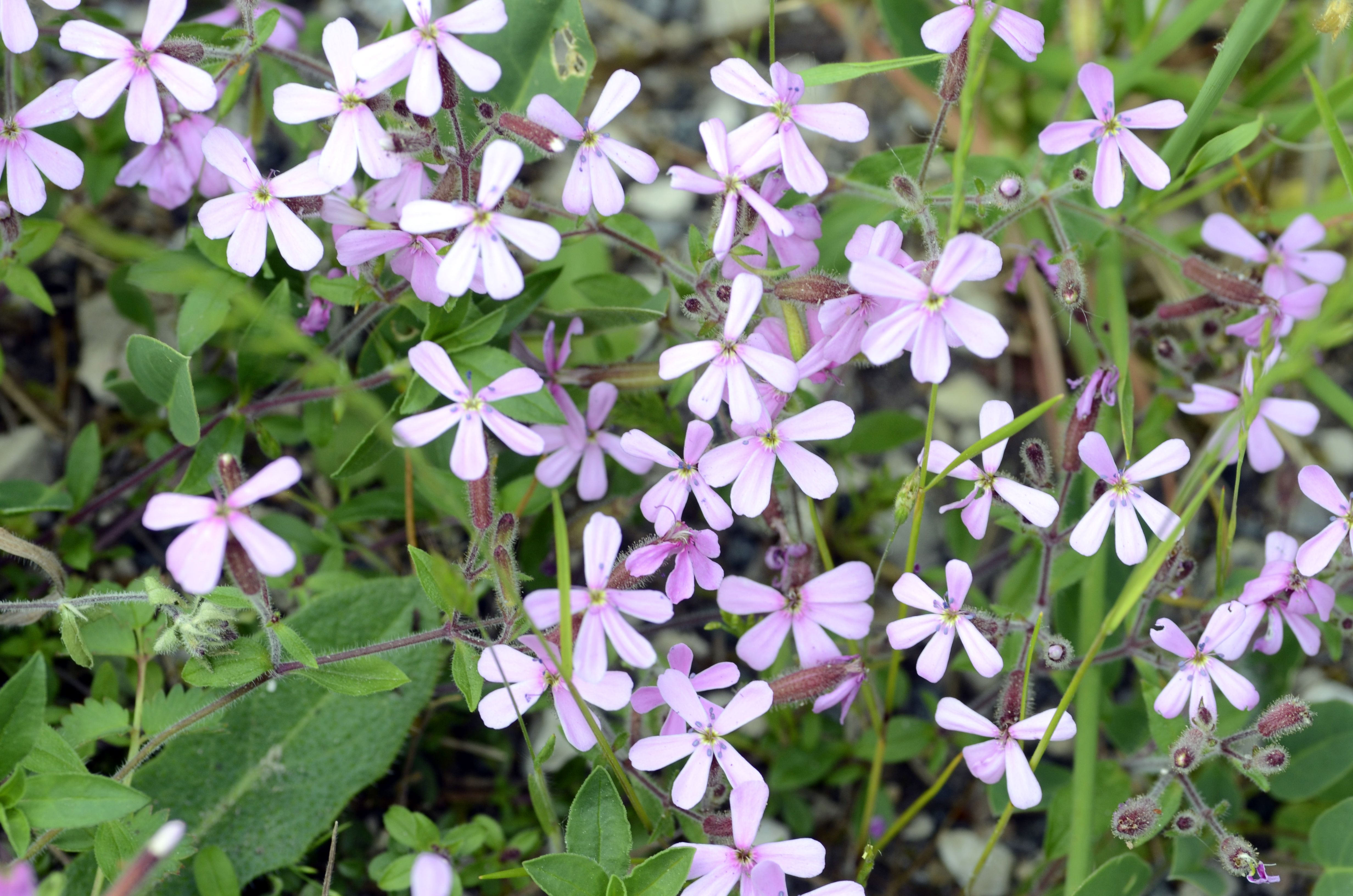 Soapwort flowers growing.