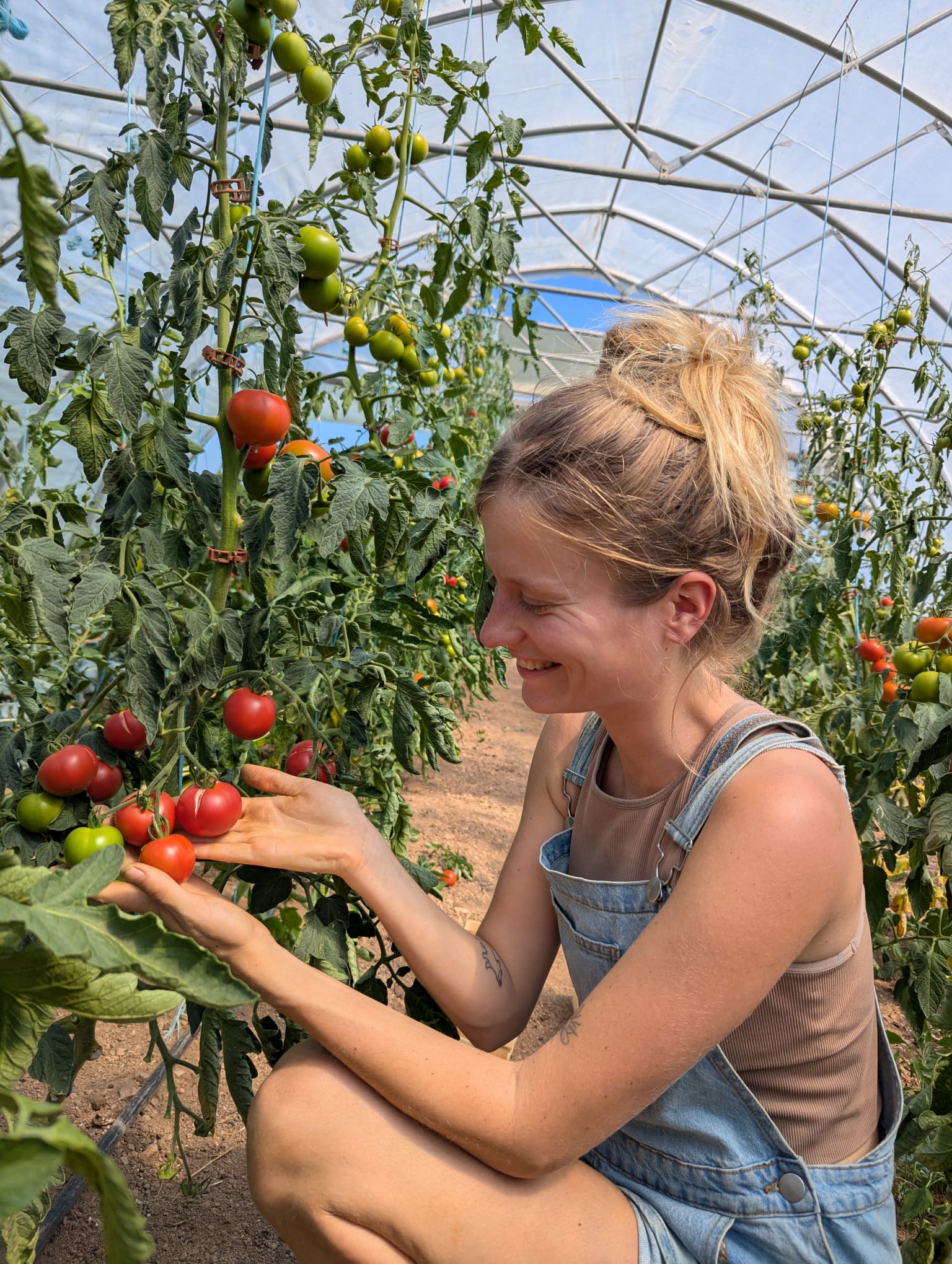 A woman in denim overalls tends to ripening tomatoes in a greenhouse, holding a cluster of split tomatoes.  