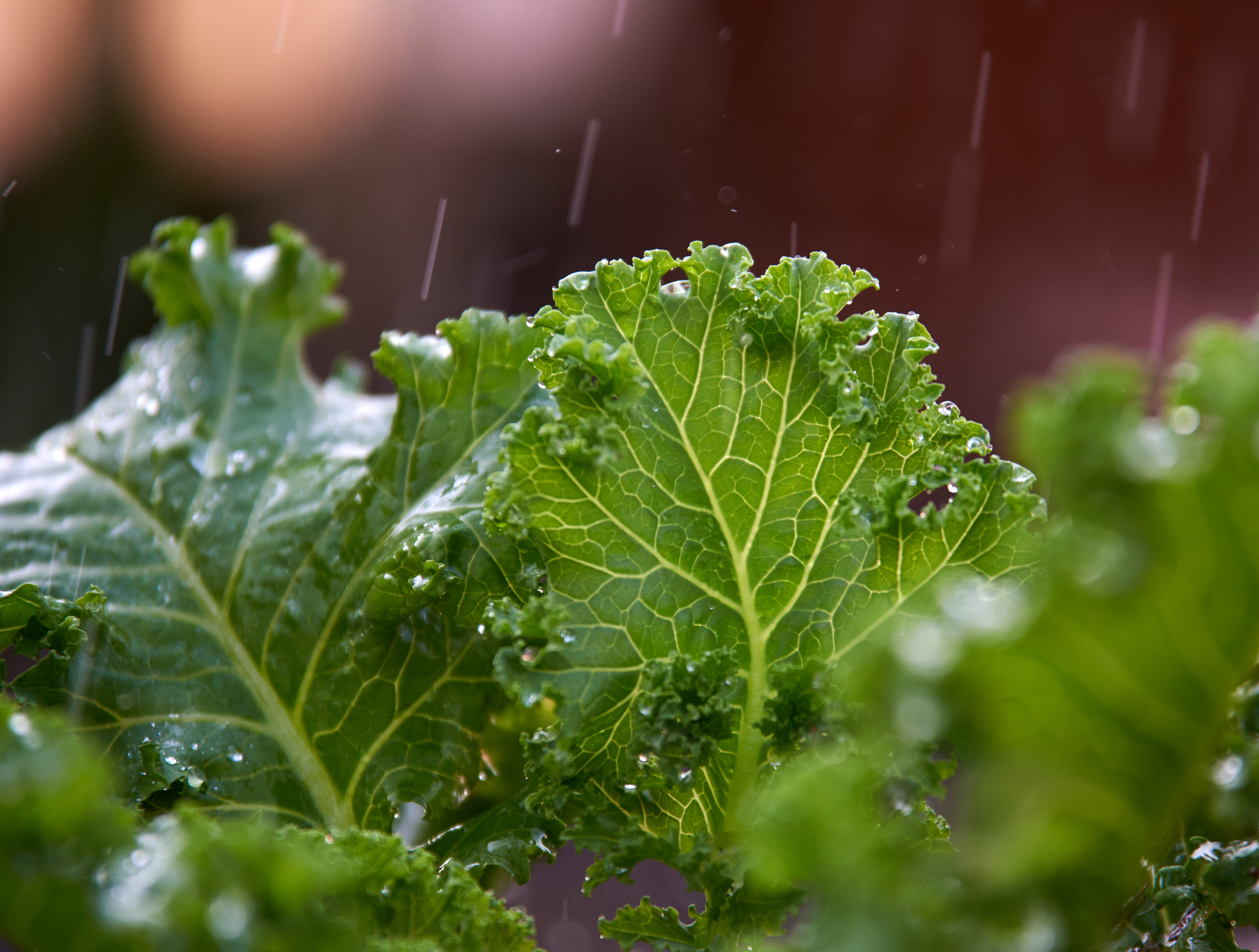 Plant leaves in the rain