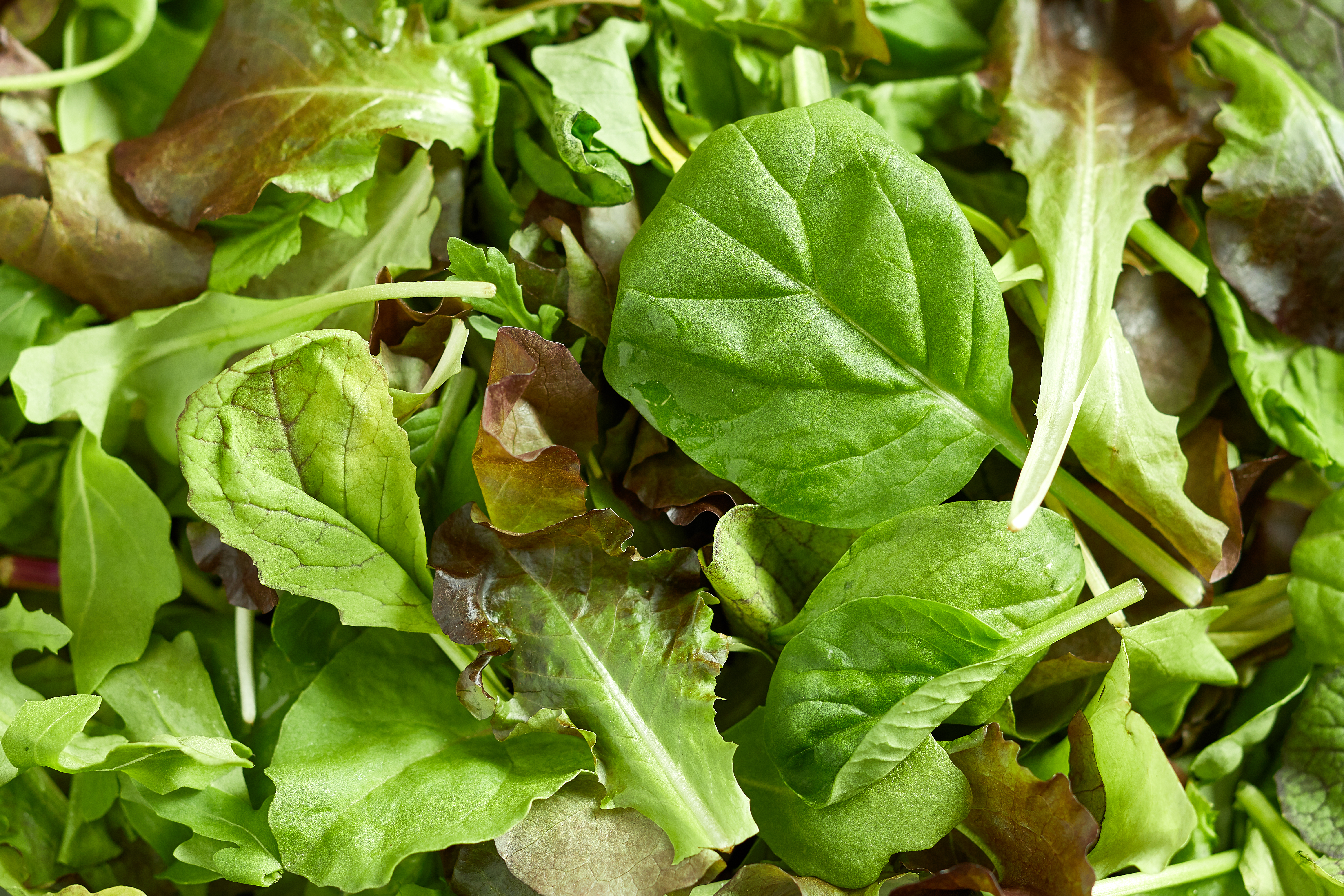 A mix of various lettuce leaves and other greens