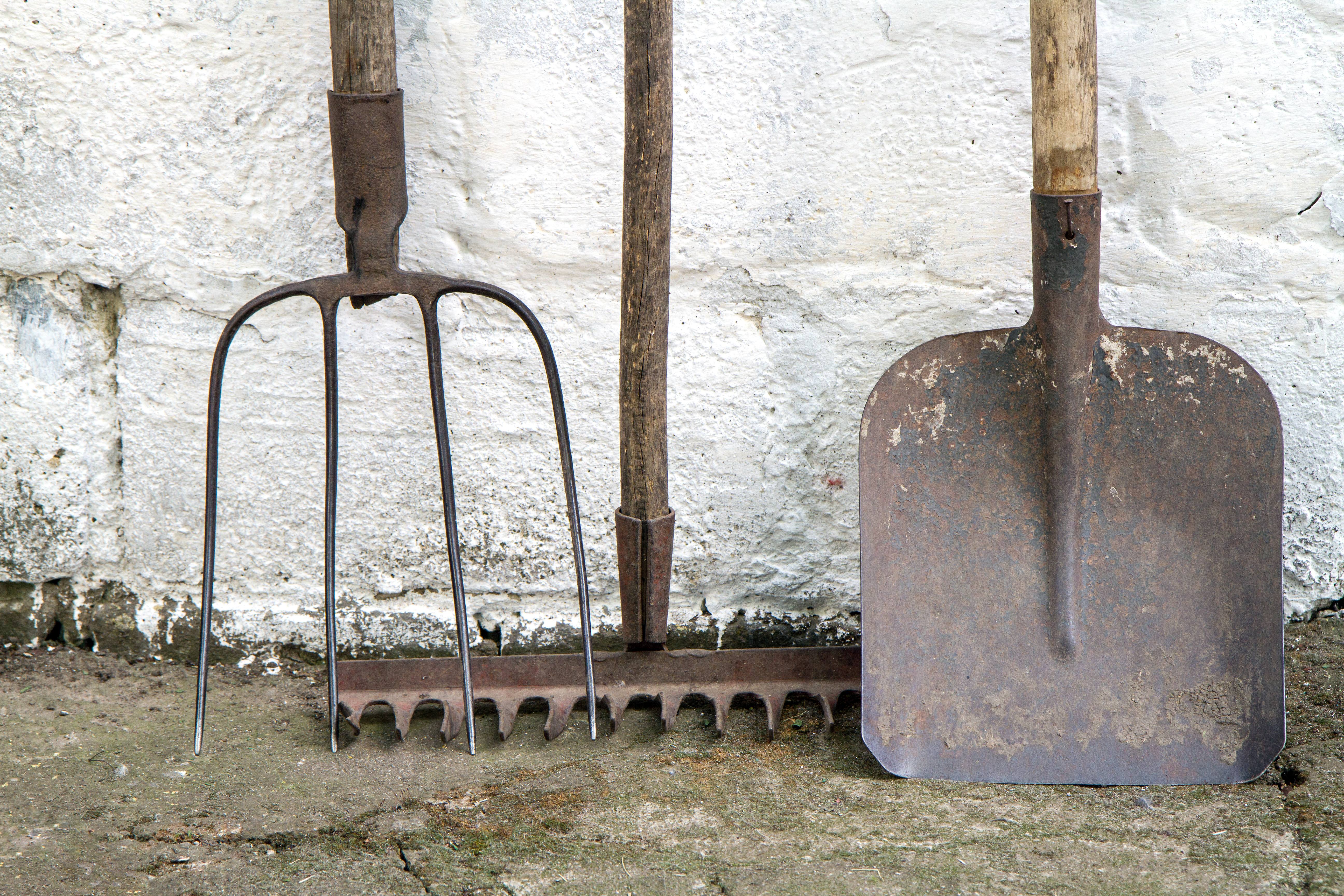 A rusted garden fork, rake, and shovel leaning against a white wall