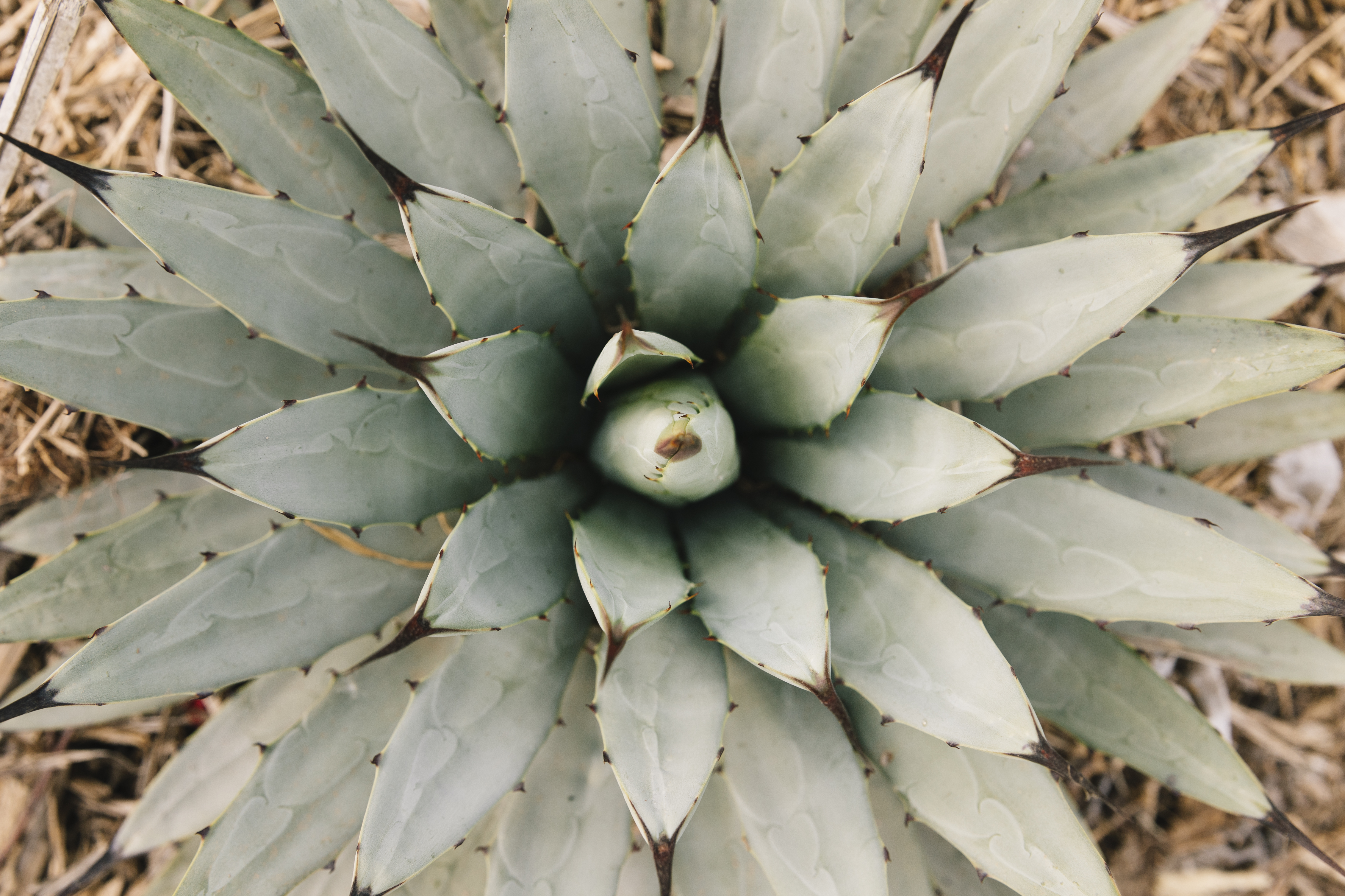 Top view of an agave plant