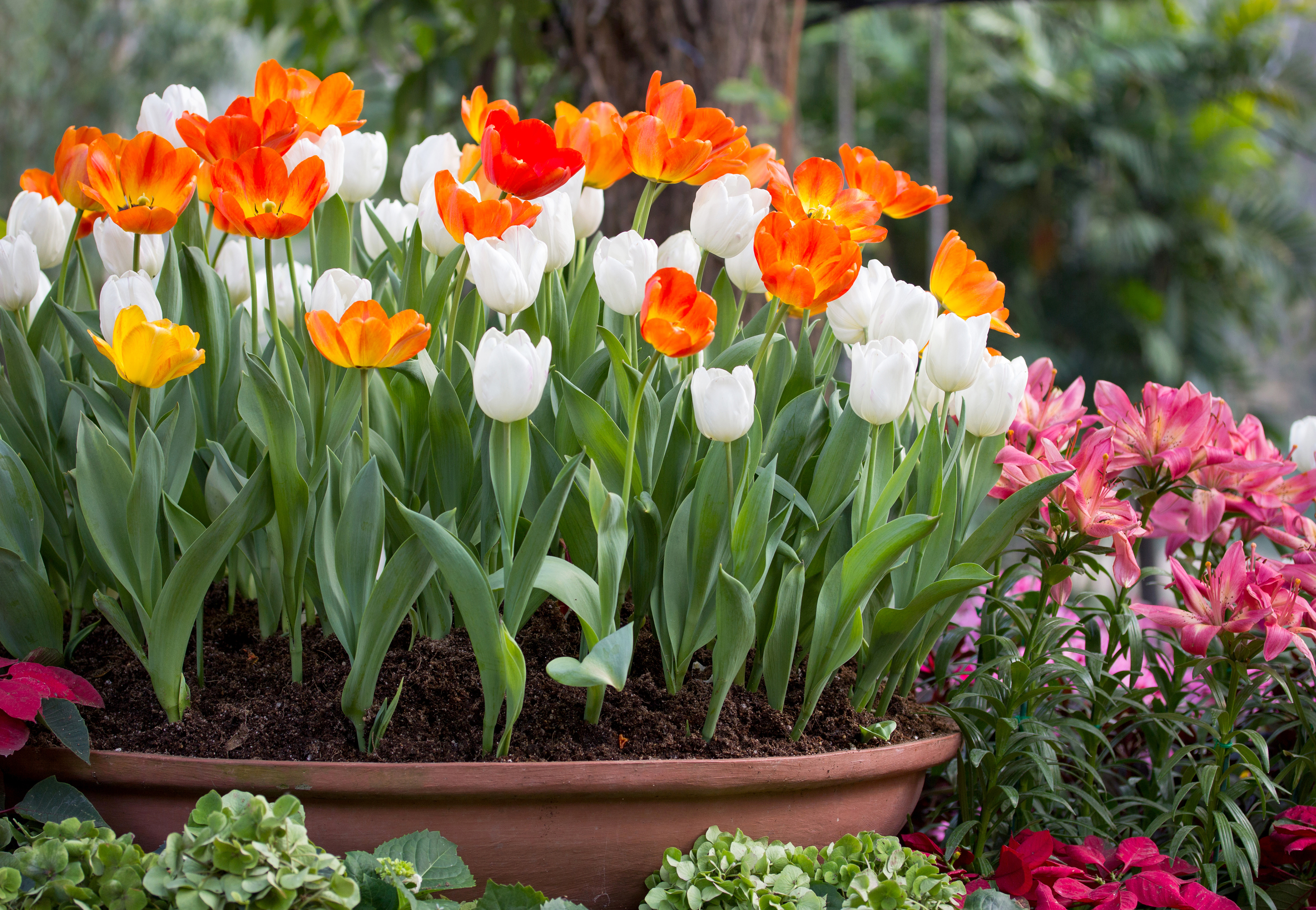Tulips in a flower pot
