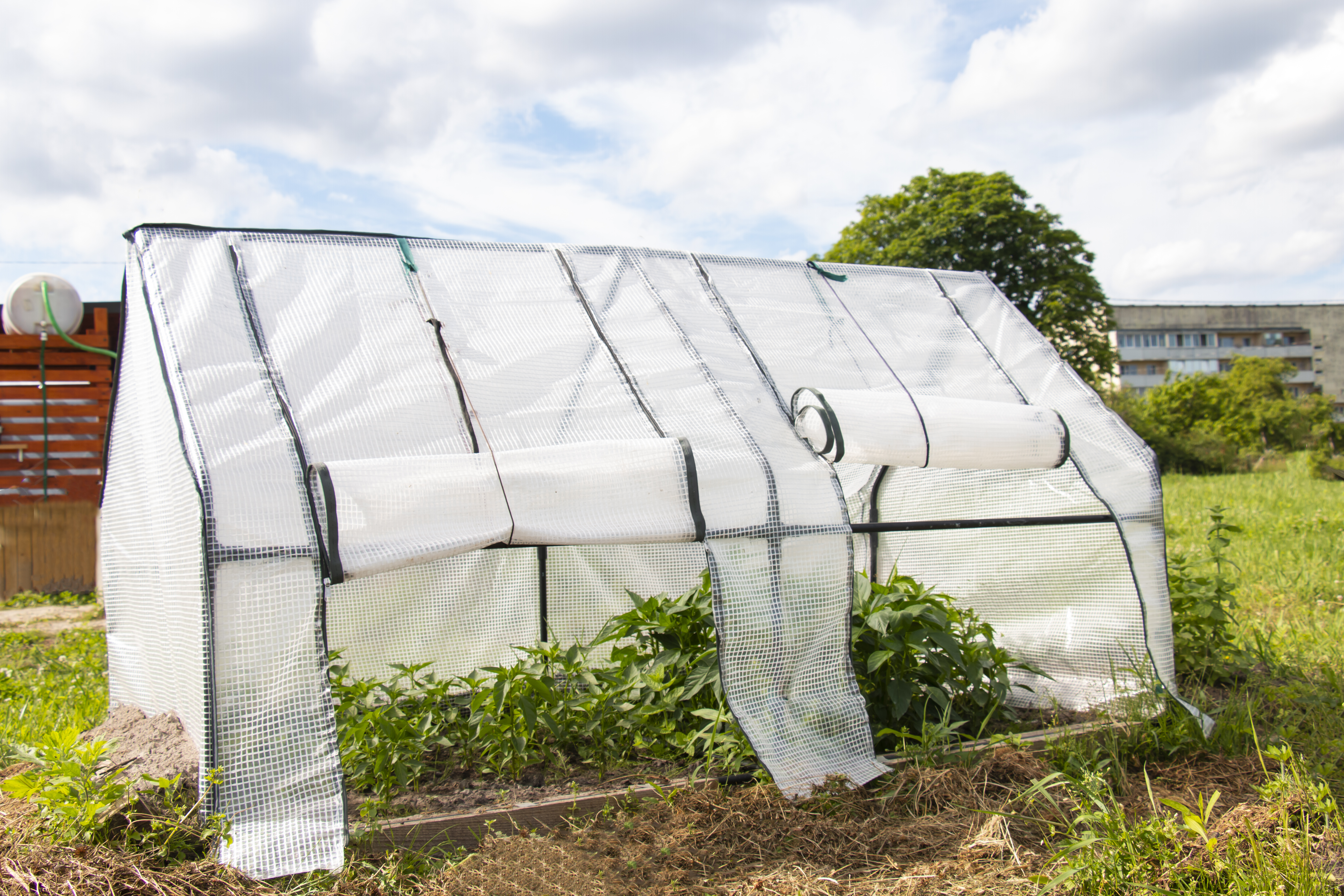 Plastic greenhouse with the side panels rolled up to improve airflow.