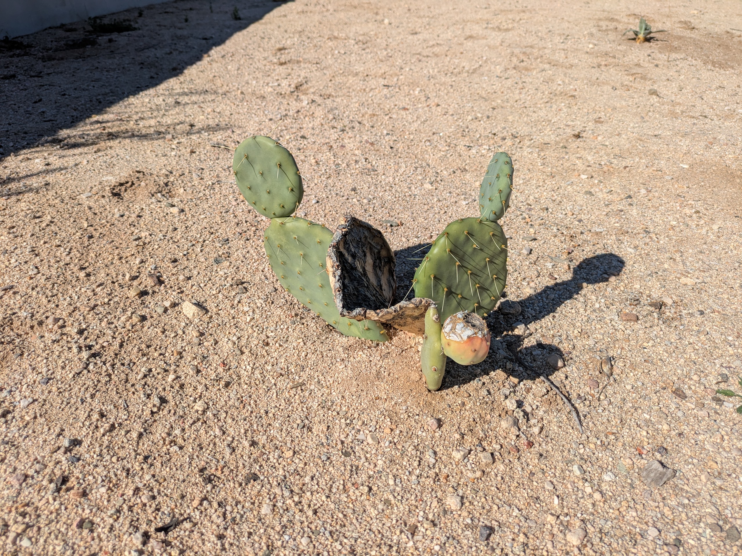 Paddle cactus with new growth