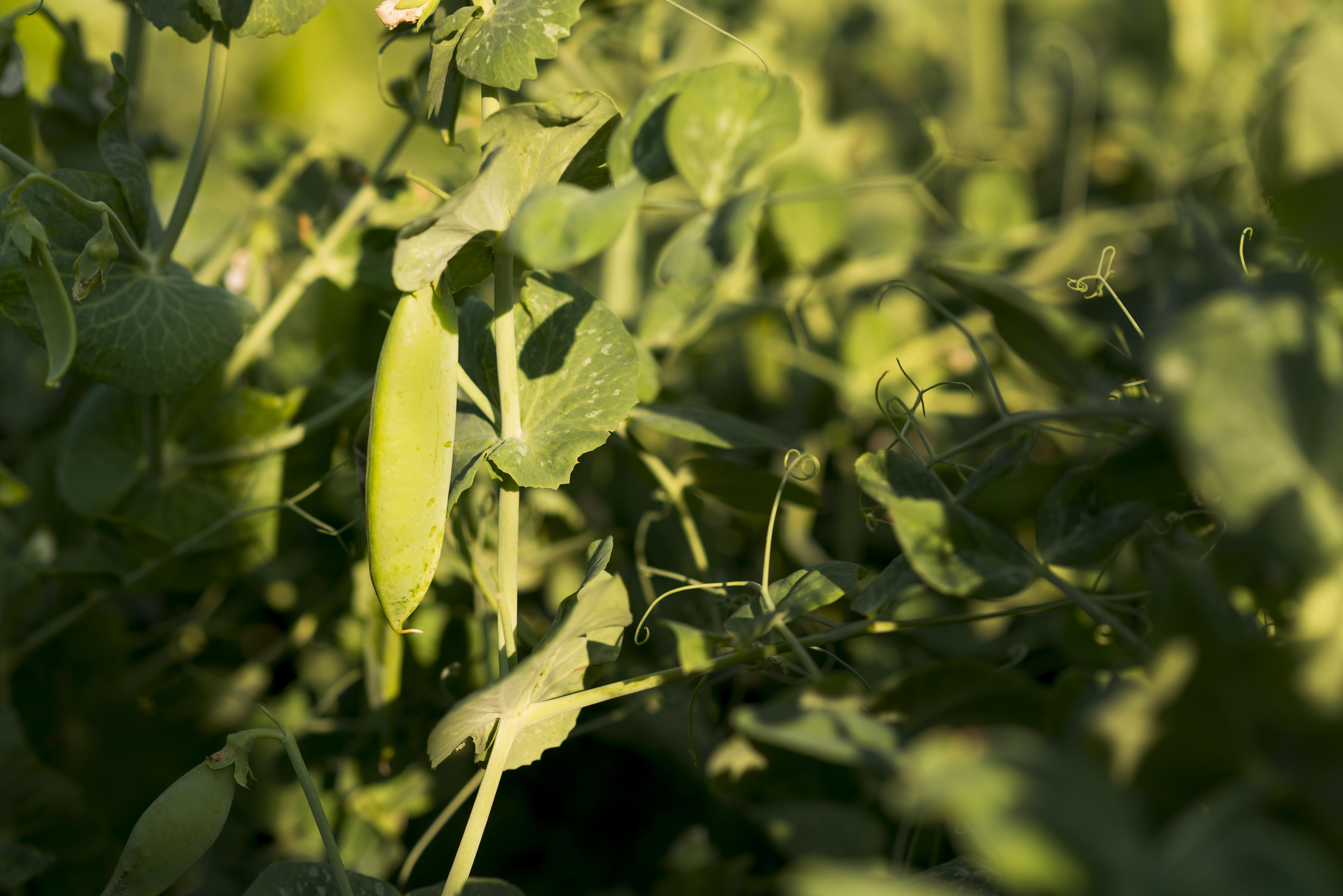 A pea pod hanging on a green plant 