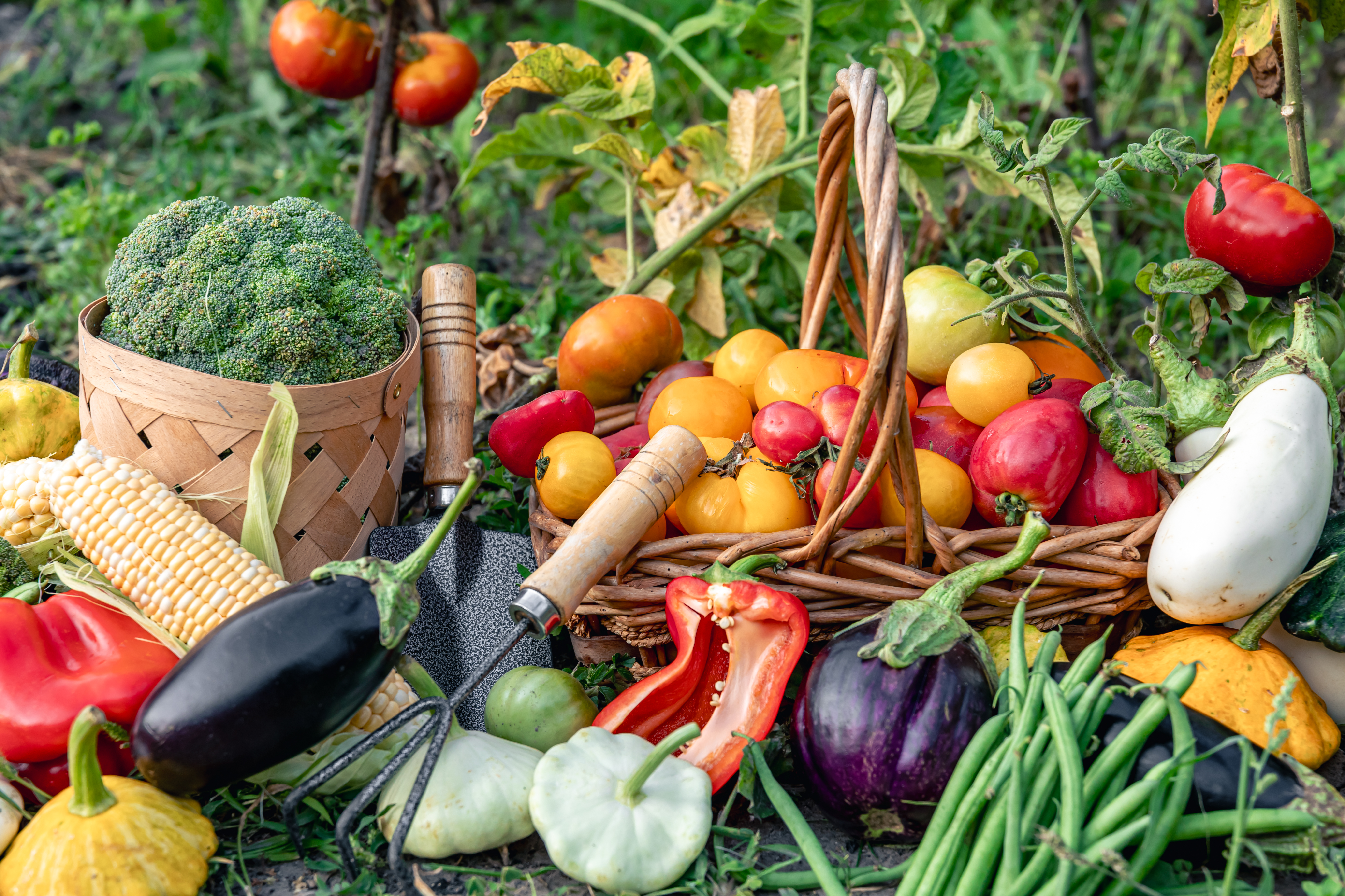 Wide range of vegetables and tomatoes, partly in a basket, partly on the floor. 