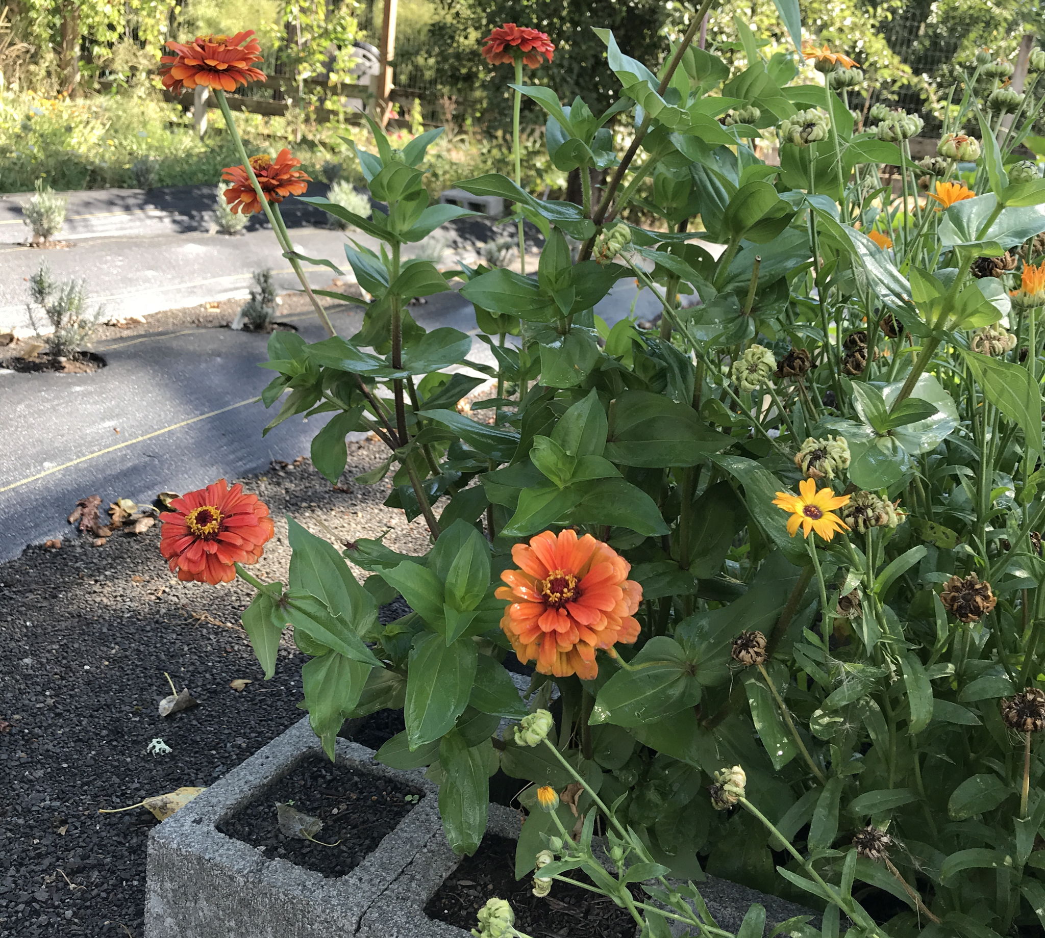 Zinnias in a garden bed
