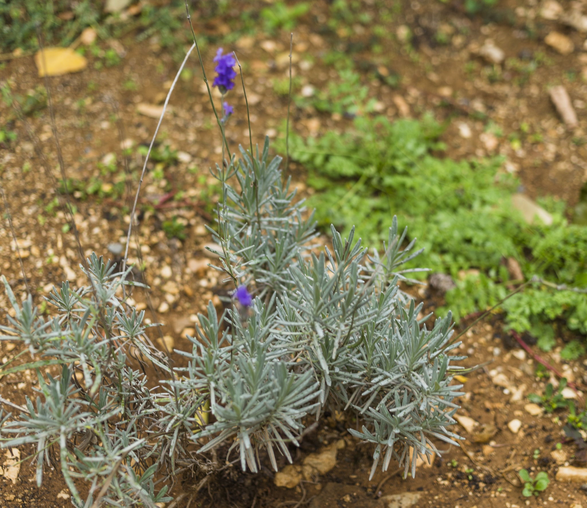 small rosemary plant