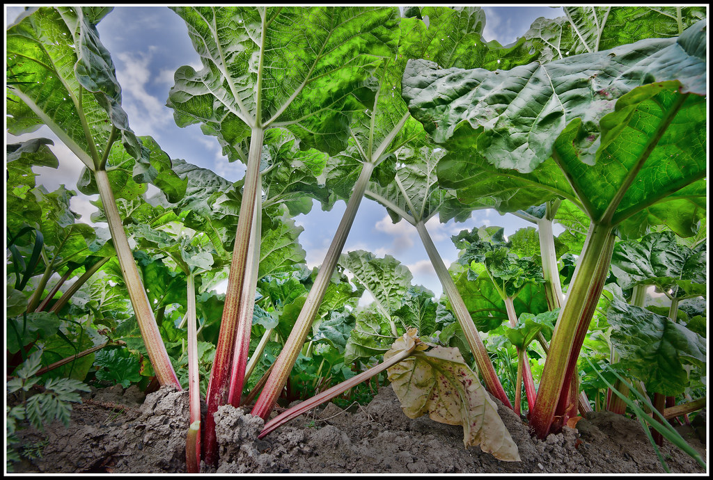 Rhubarb plant showing the underside of the leaves