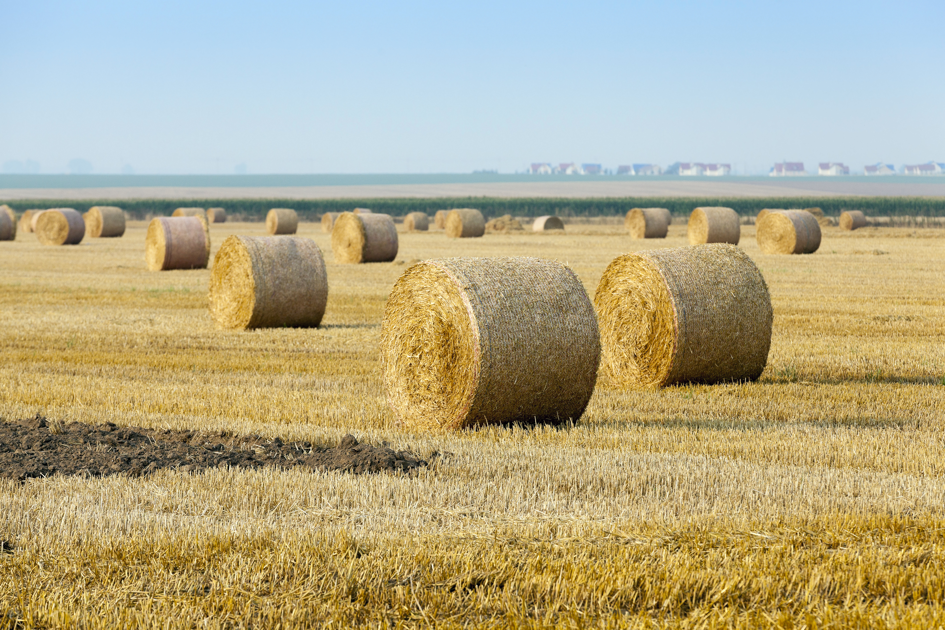 Several round straw bales on an agricultural field. 