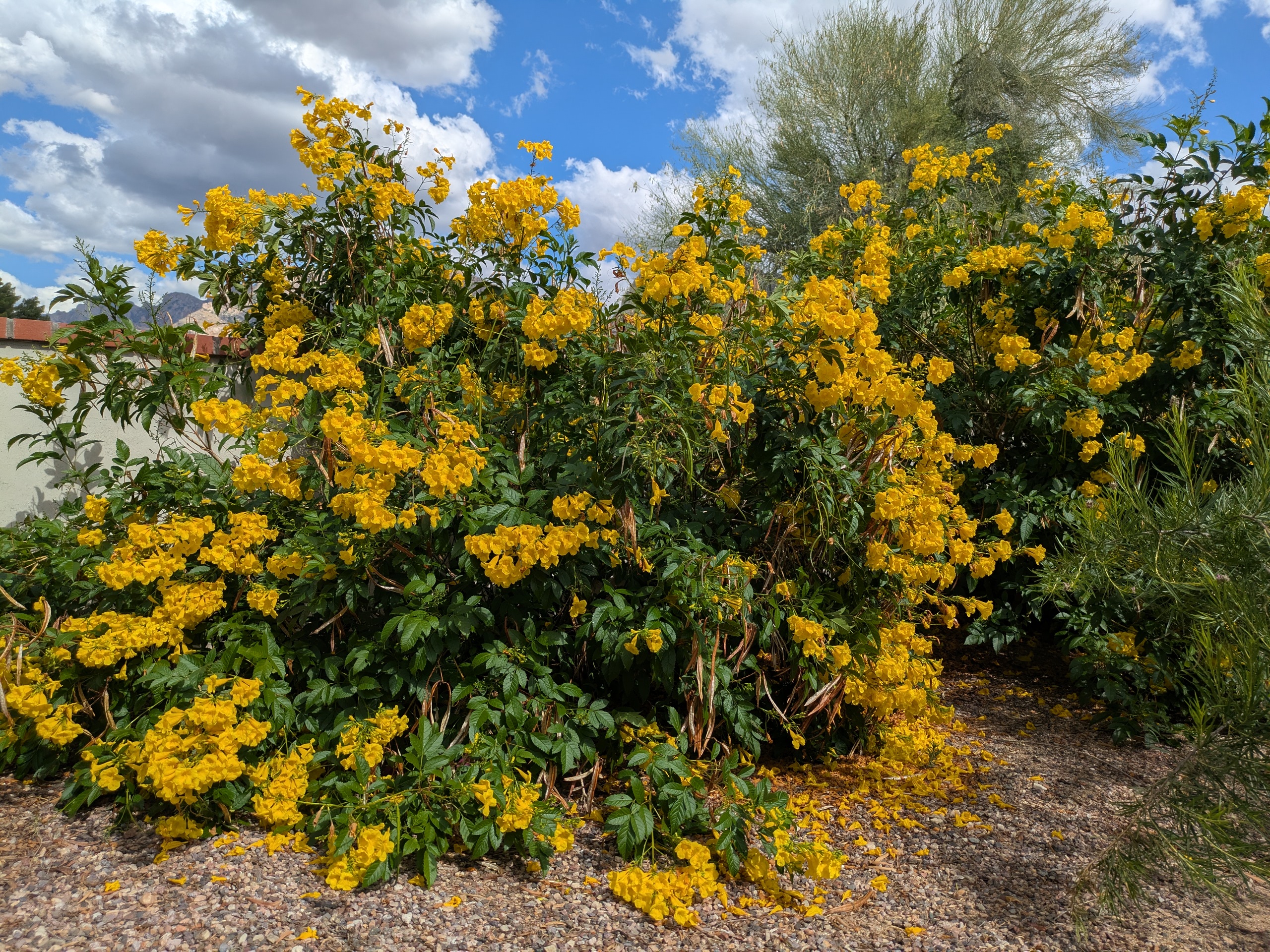 Yellow Bells of Tecoma