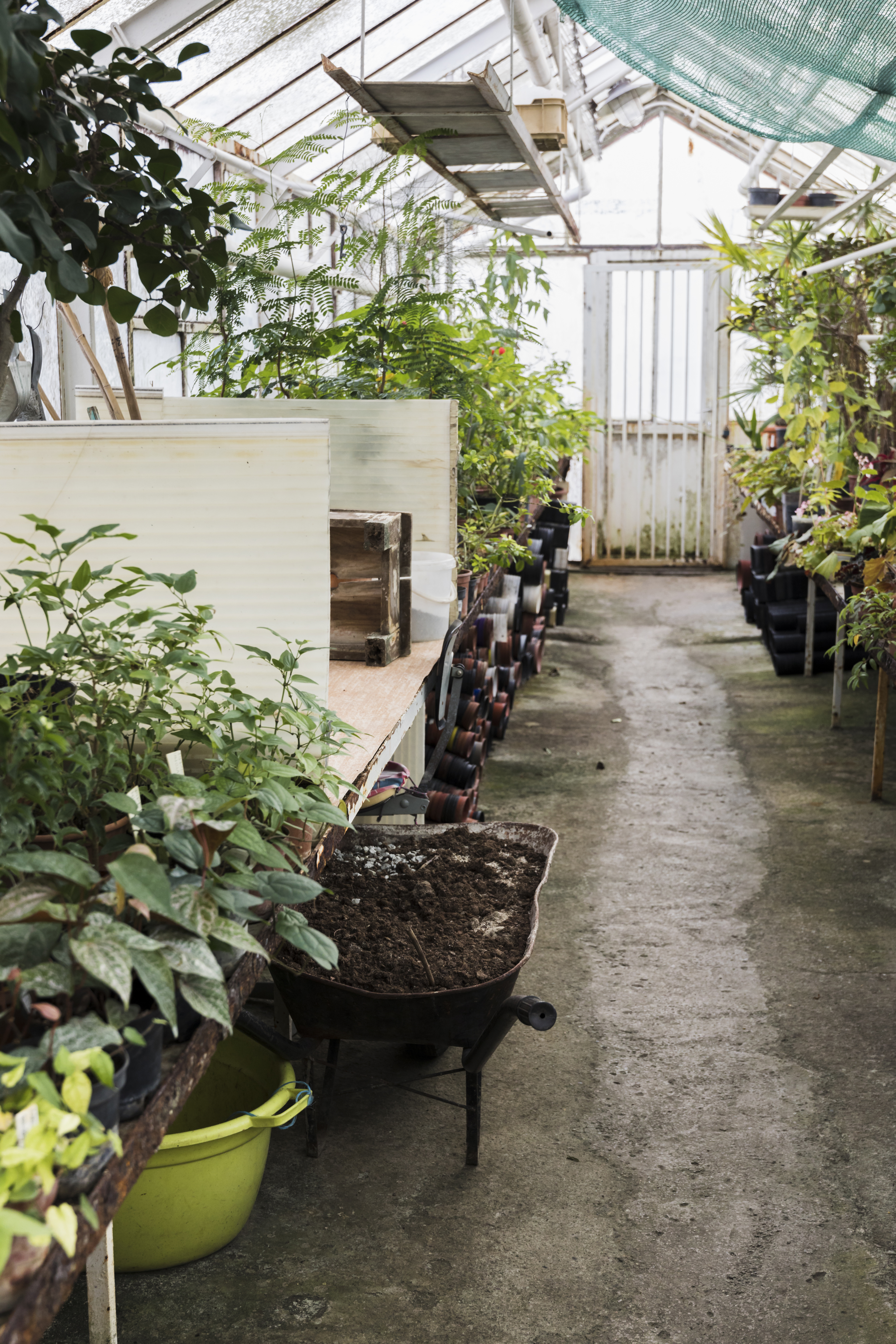 Greenhouse with wet floor.