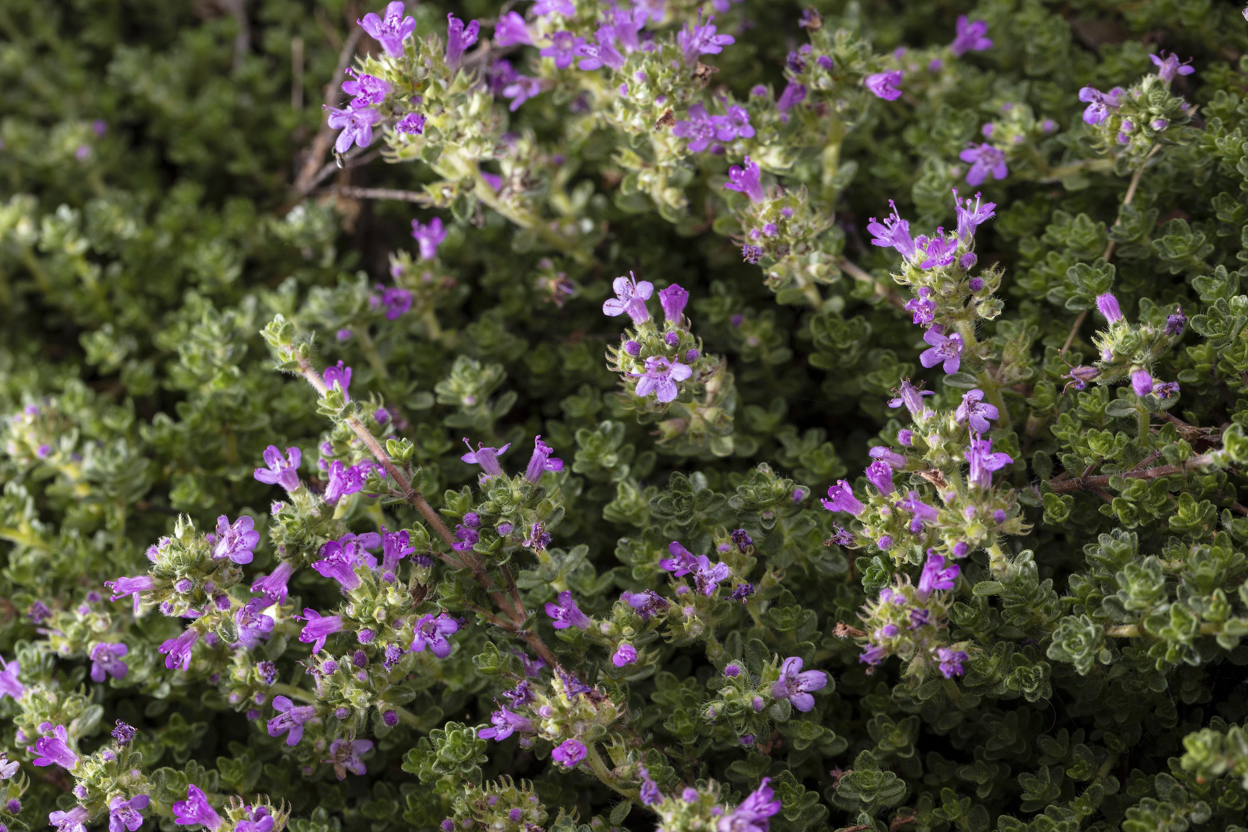 Creeping thyme with purplish-pink flowers
