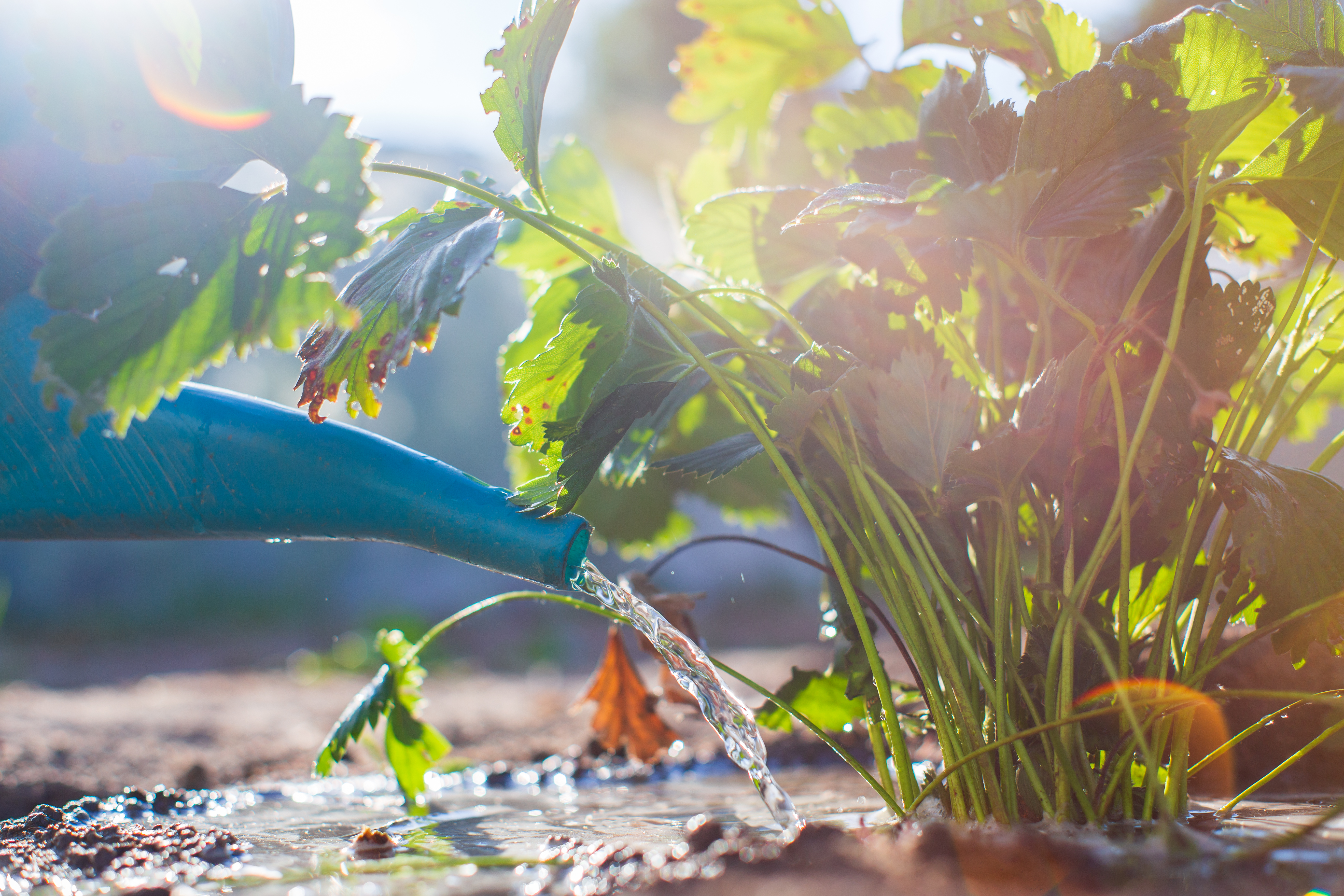 Watering can pooling water around a plant in the garden