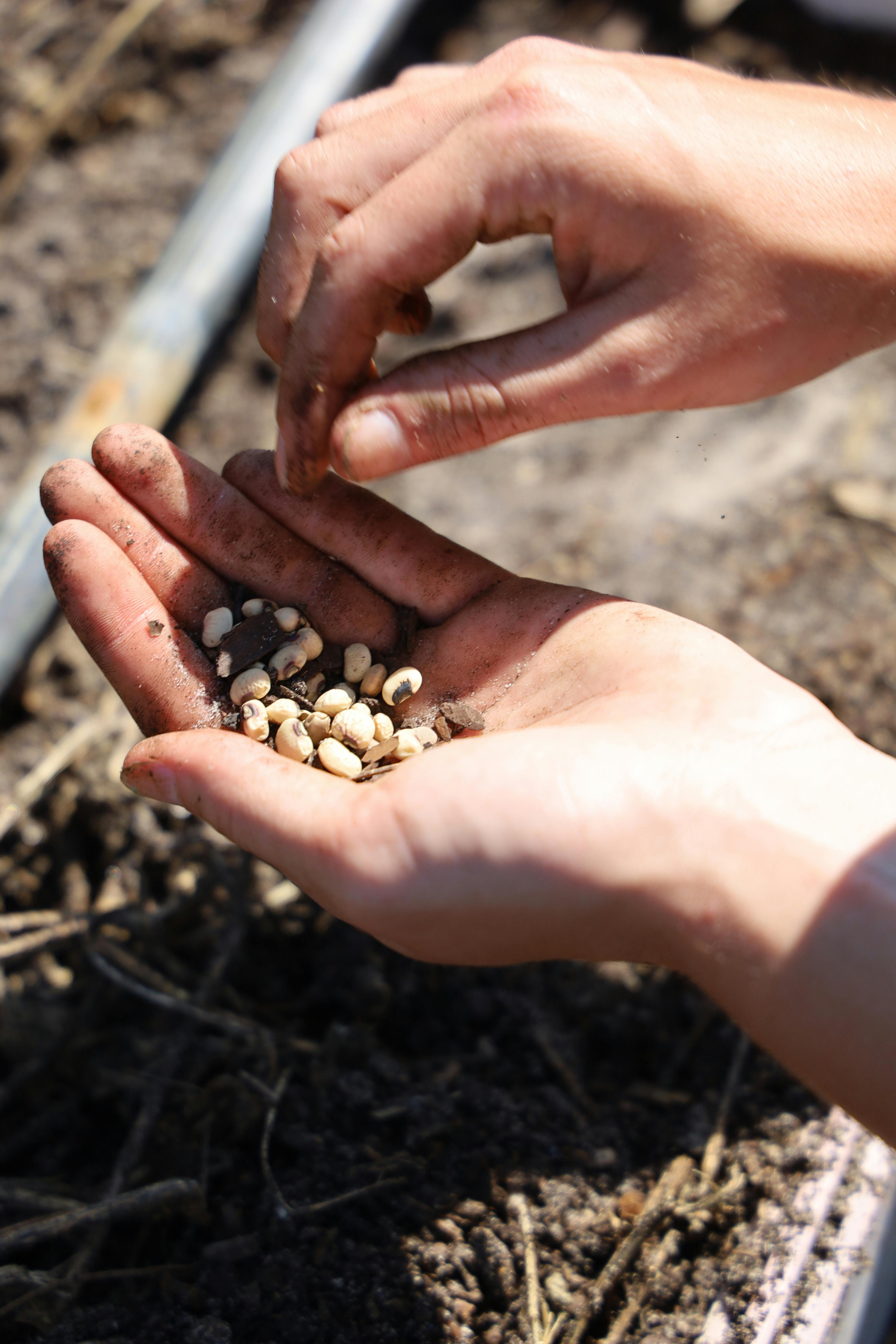 Hands planting Black-Eyed Peas