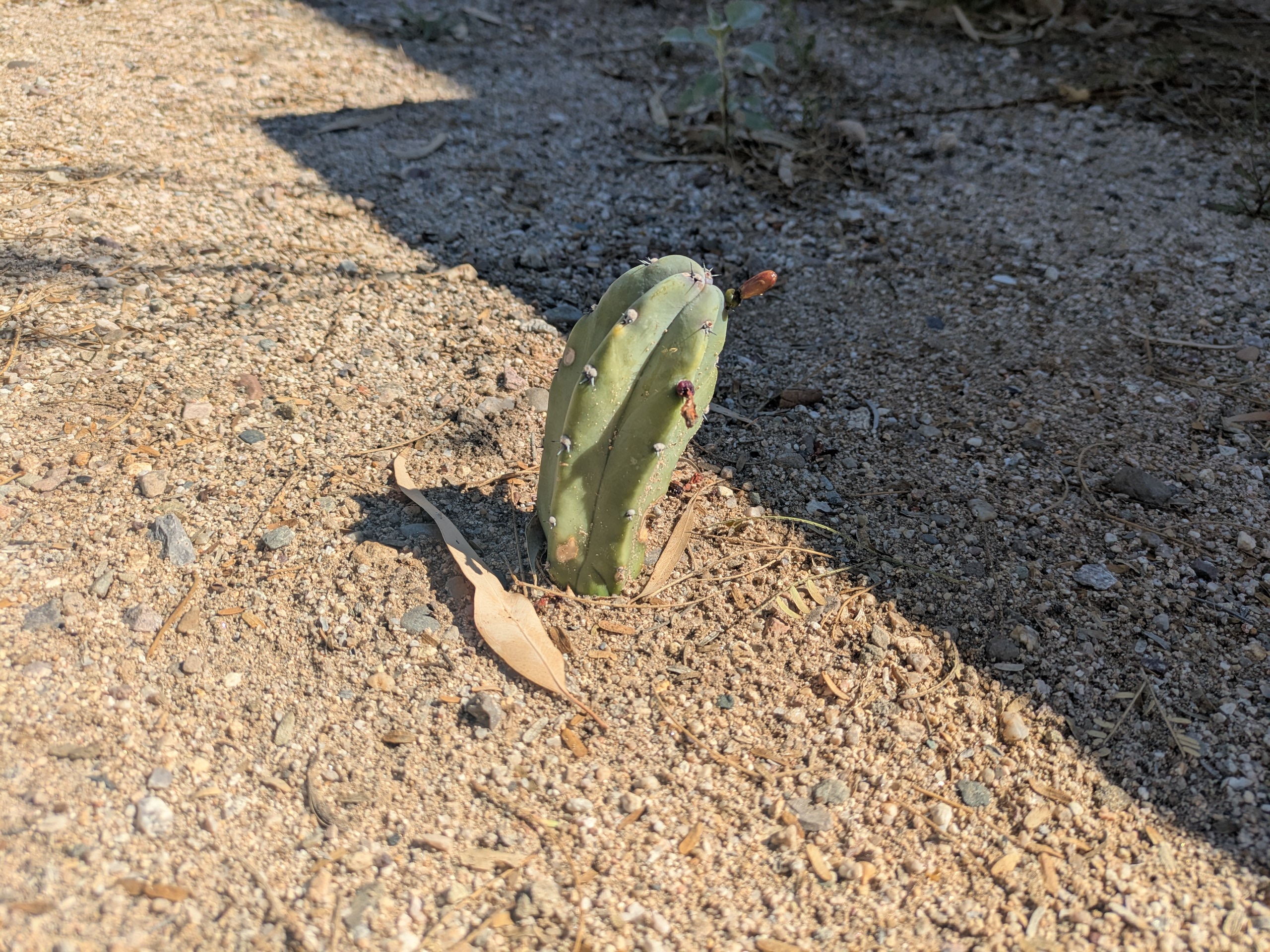 Blue Myrtle cactus cutting 