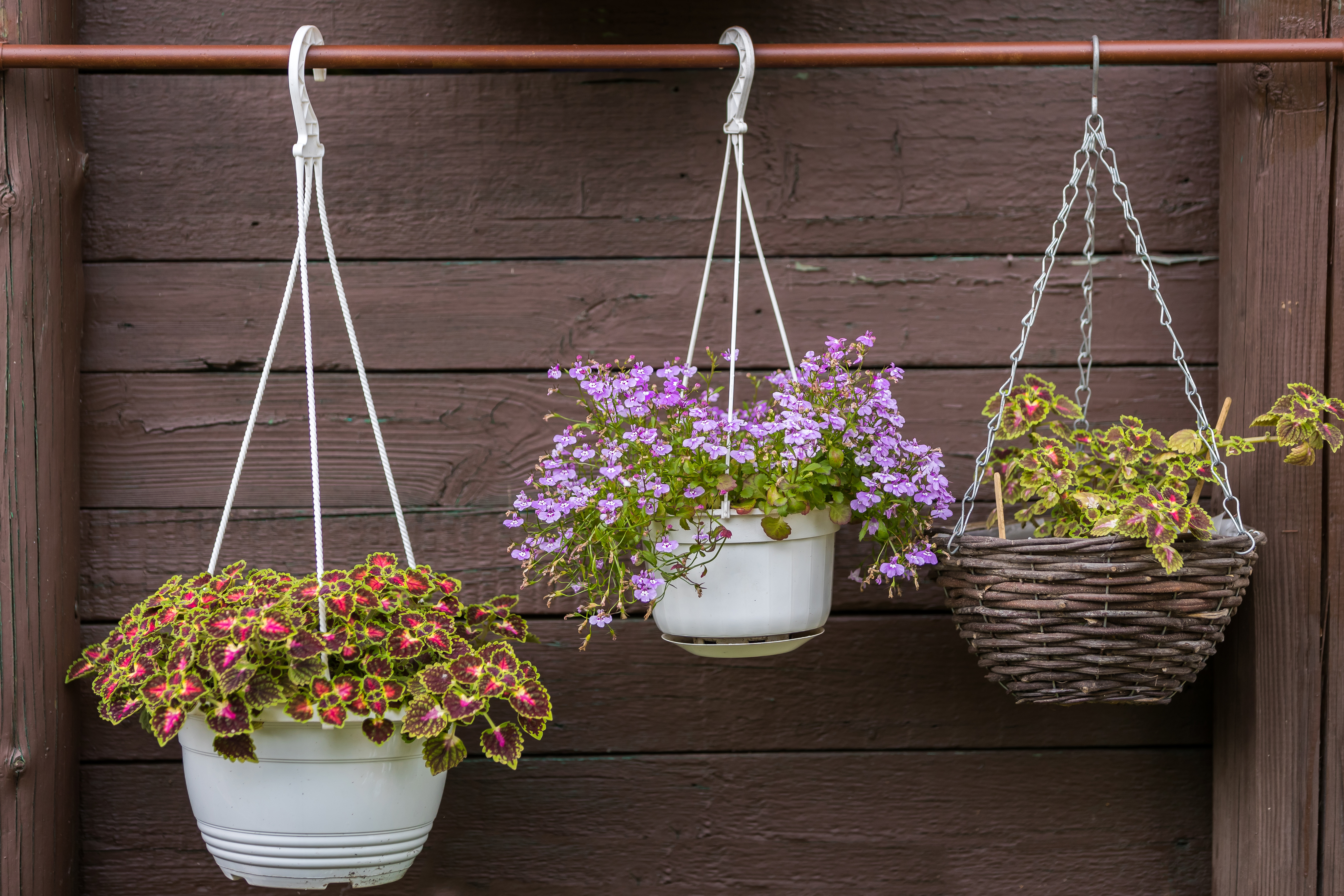 Three hanging baskets on a fence