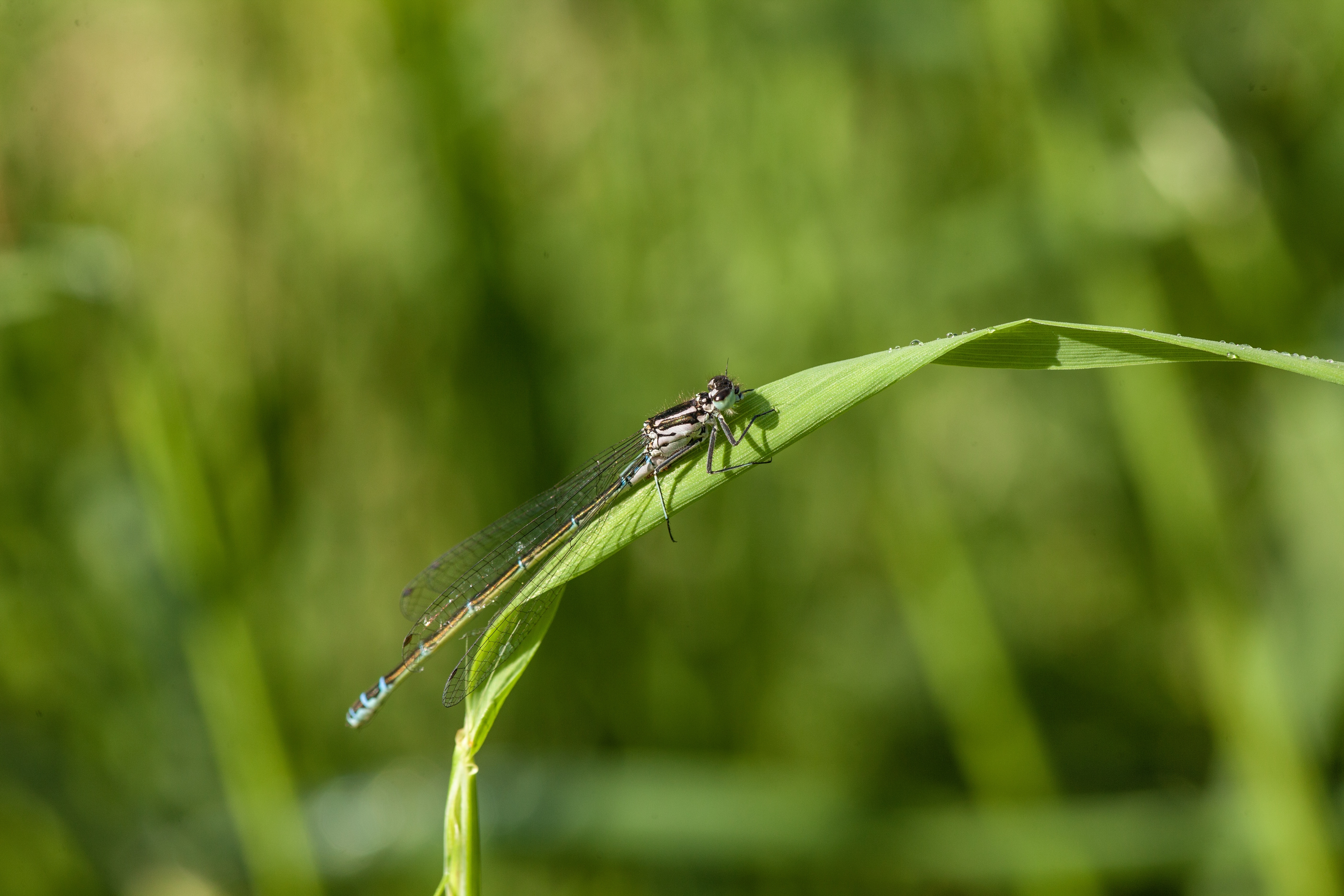 Grasshopper on a grass blade