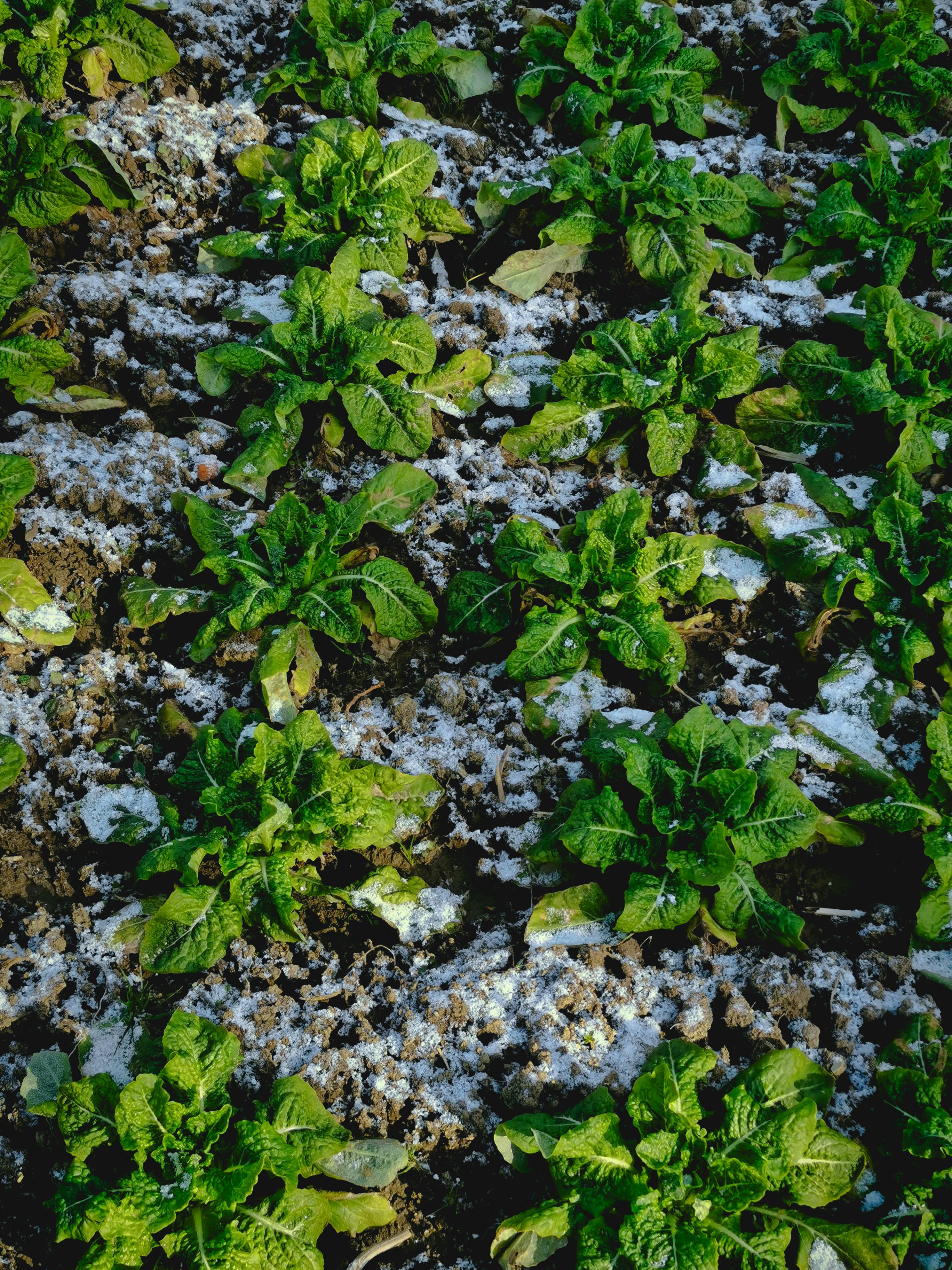 Frost on crops in garden bed