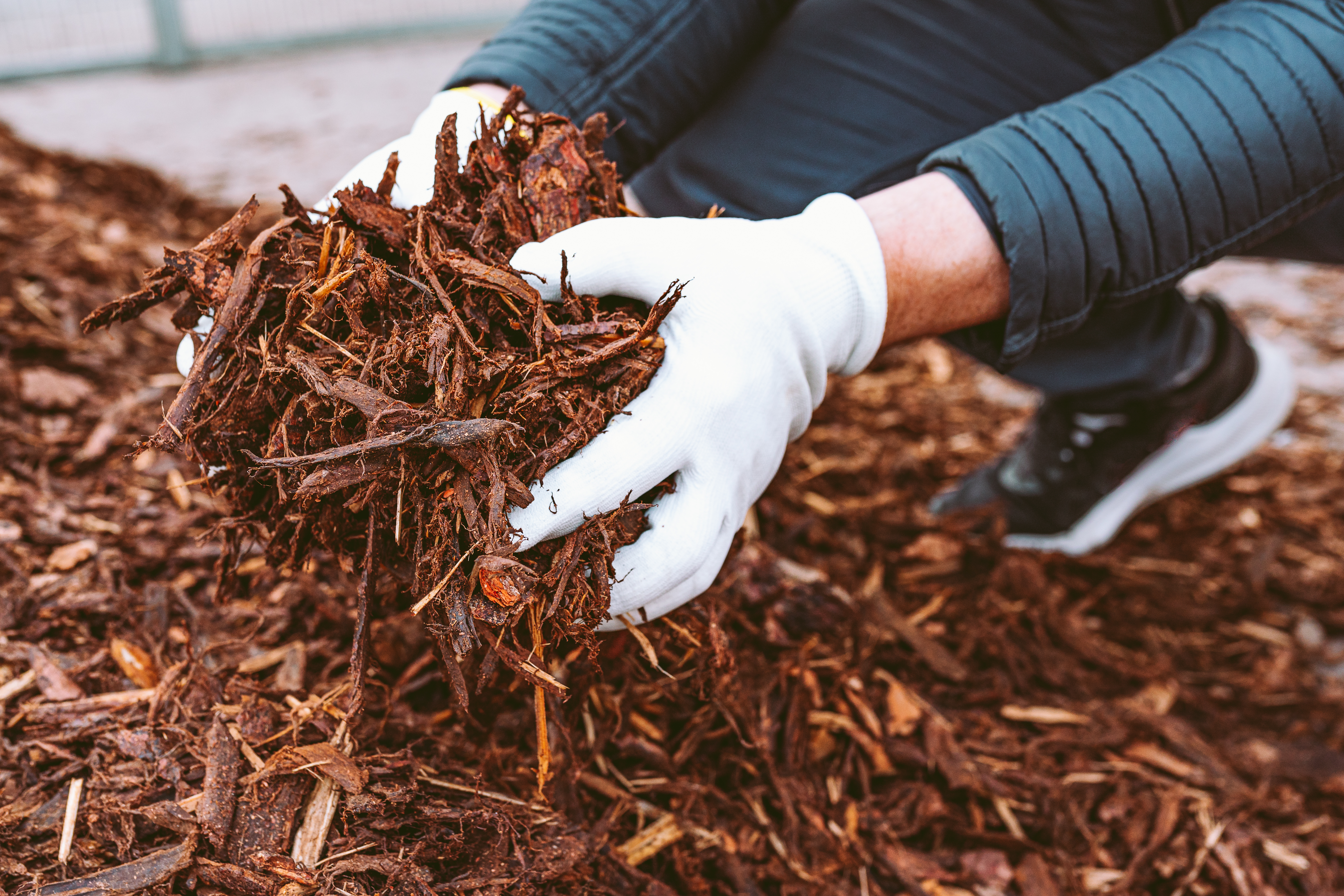 Man with garden mulch