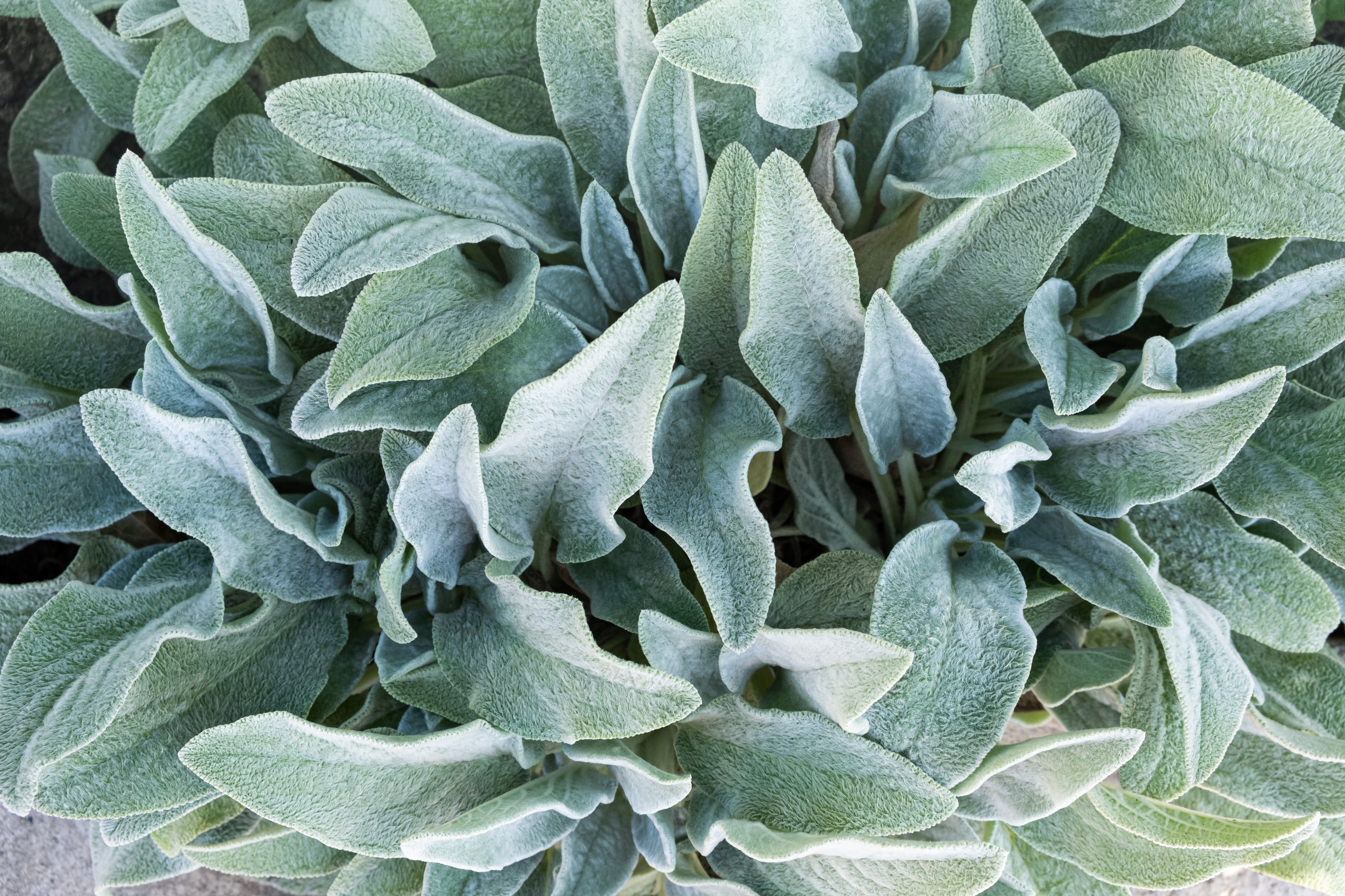 Close up of silvery-grey lamb's ear leaves
