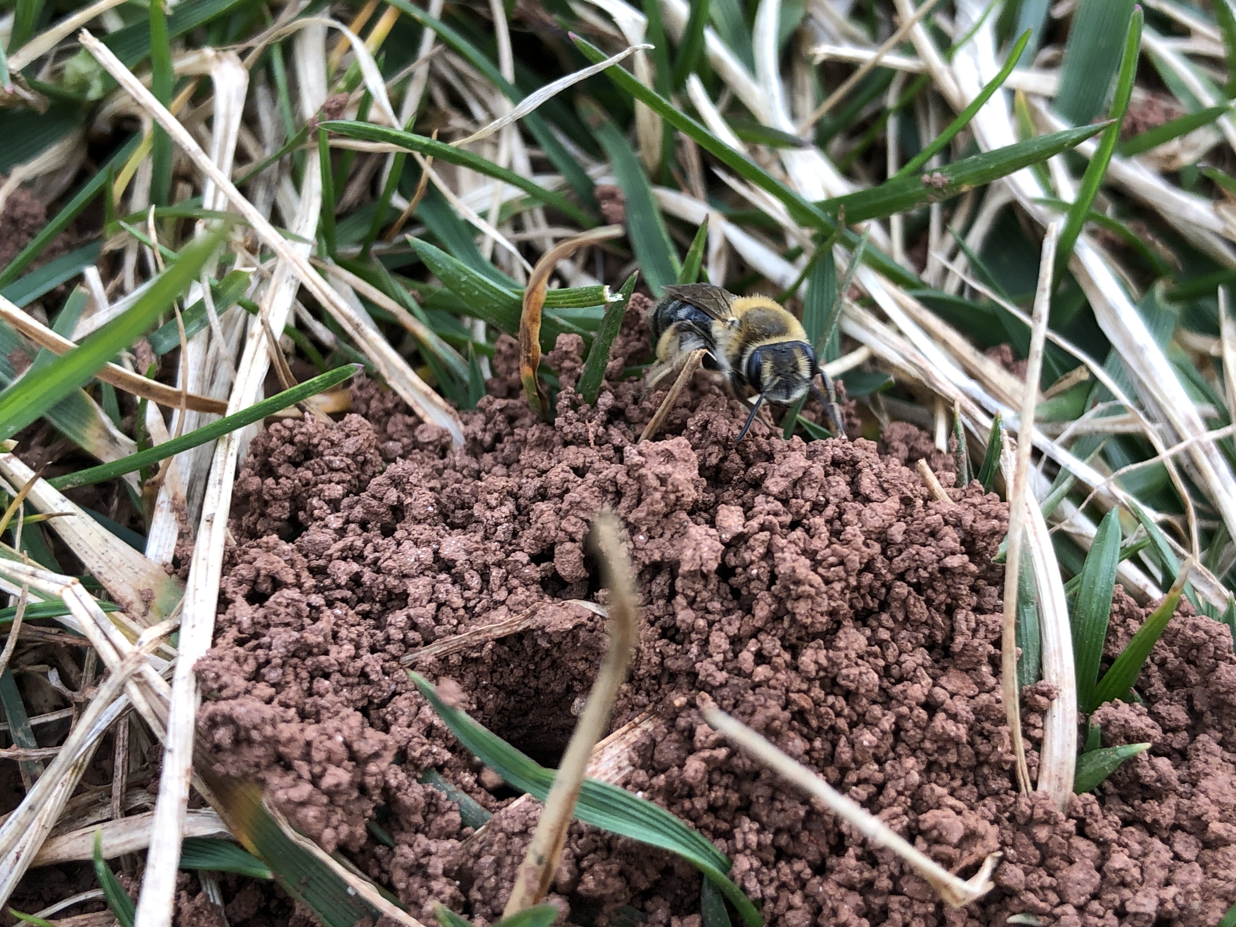 Ground nesting bee in grass