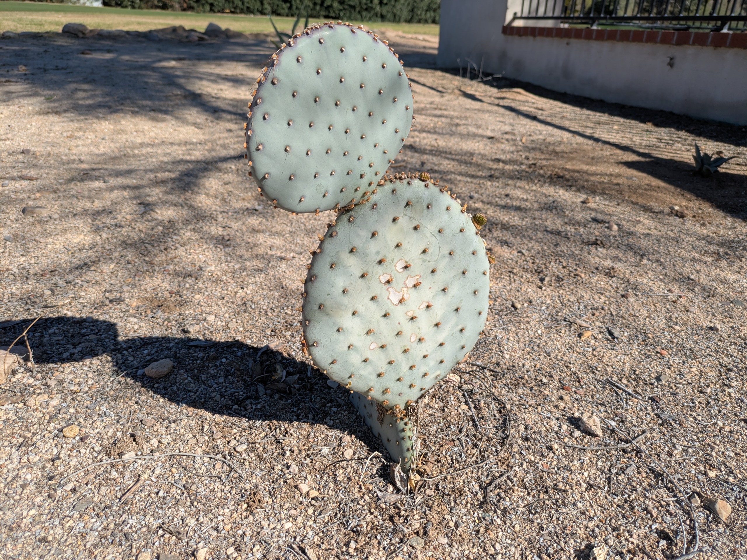 Opuntia in the ground