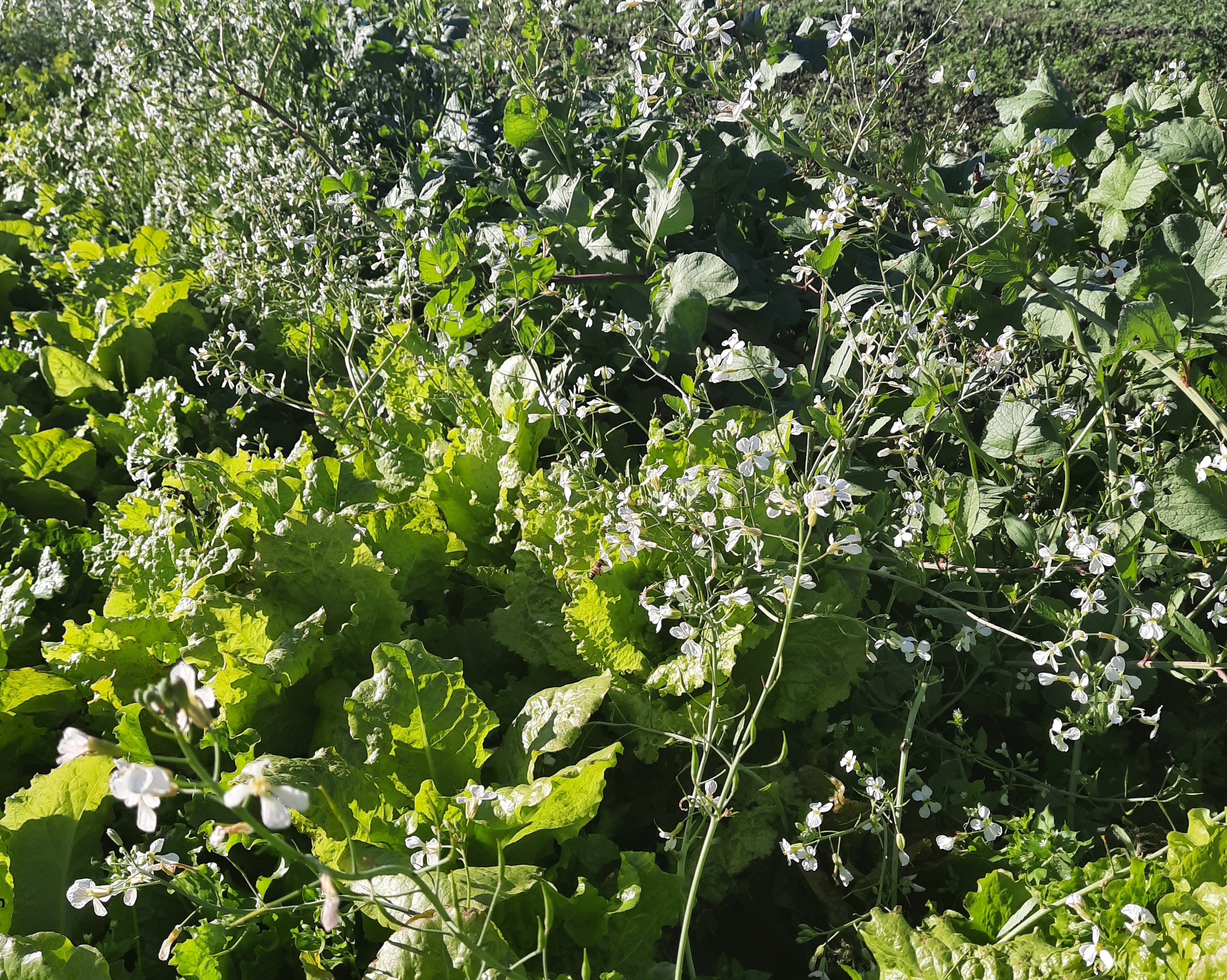 White radish flowers with a tiny bee on them. Green lettuce plants in the foreground.